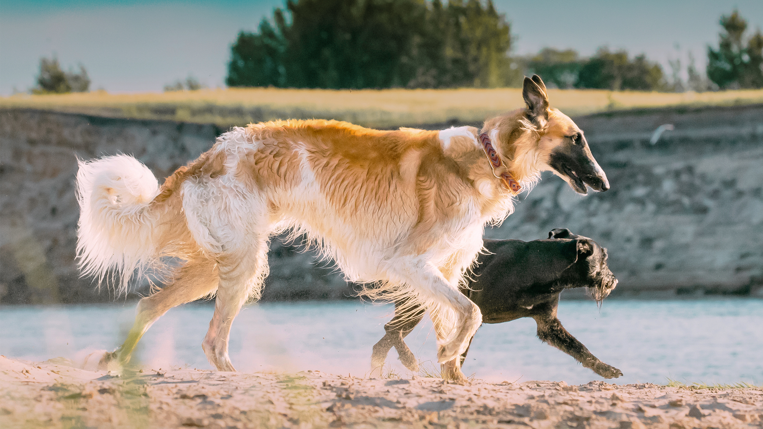 Borzoi adulto a correr na areia da margem de um rio com um cão preto mais pequeno.