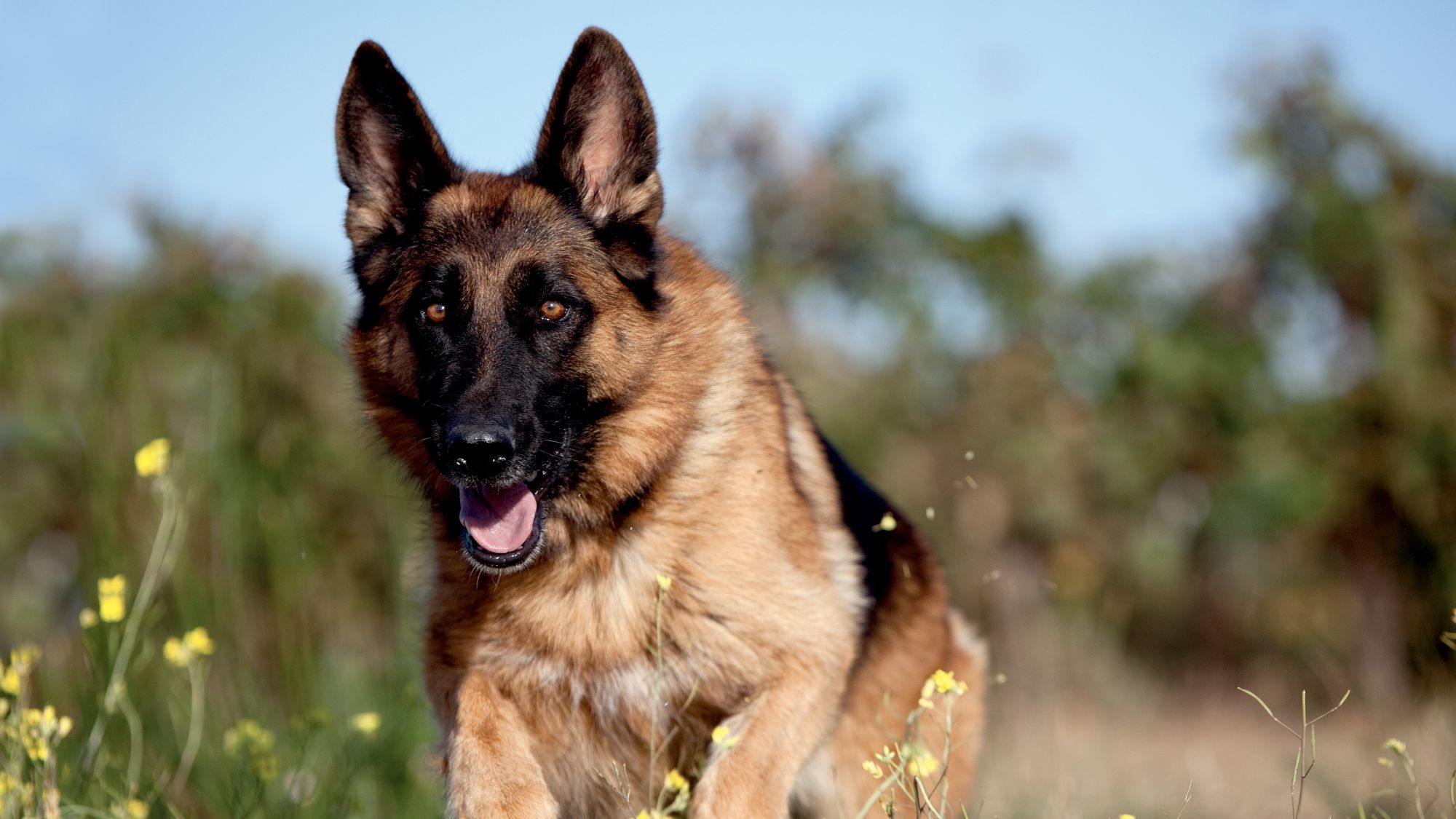 Tysk schäferhund springer bland gräs och gula blommor