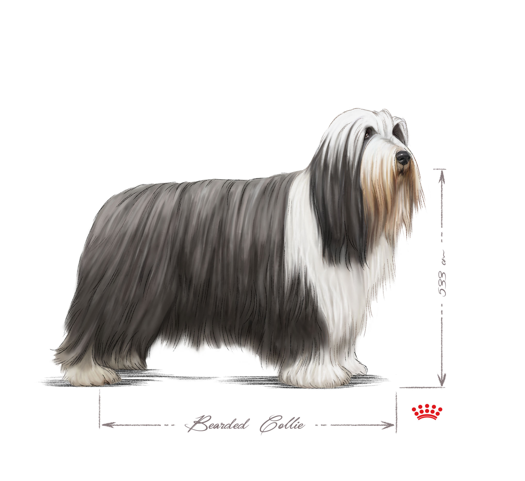 Bearded Collie