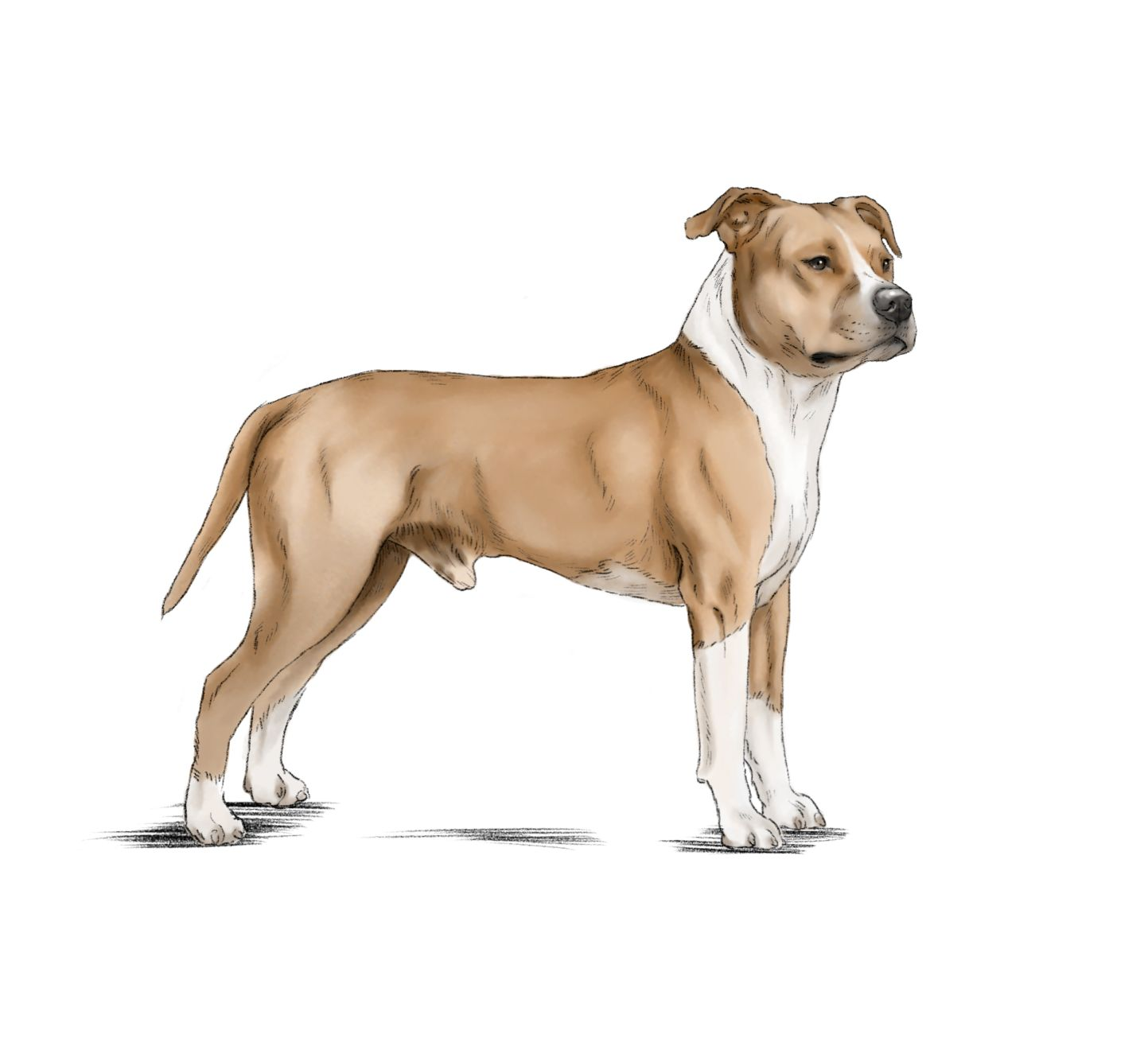 Illustration of an American Staffordshire Terrier