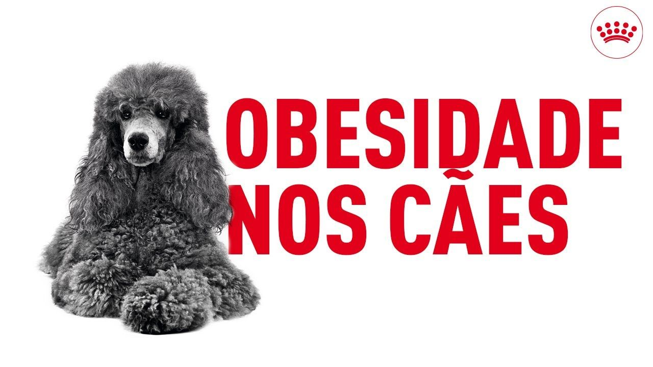 Obesidade nos cães: hábitos saudáveis para a evitar 