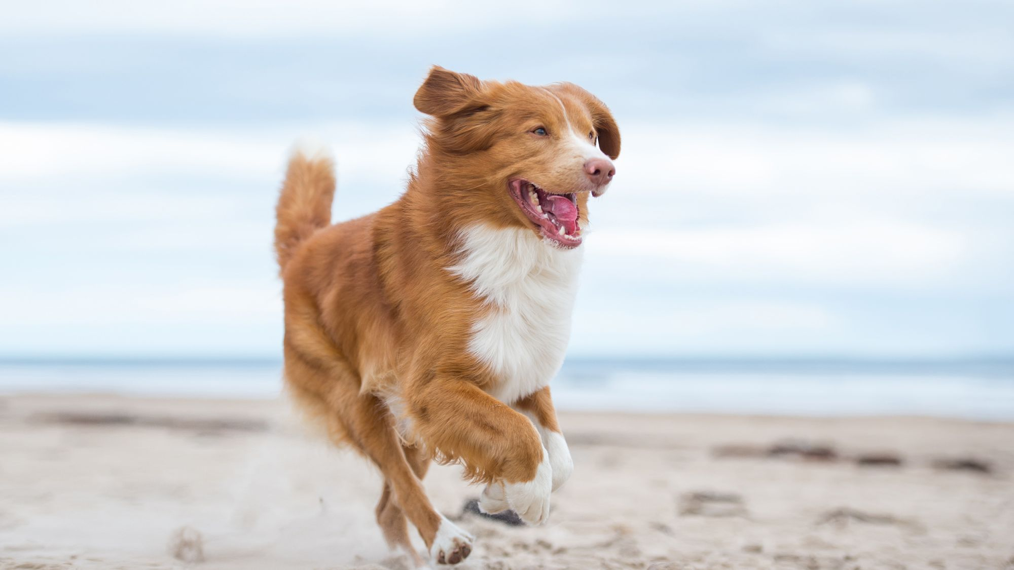 eukanuba skin and coat