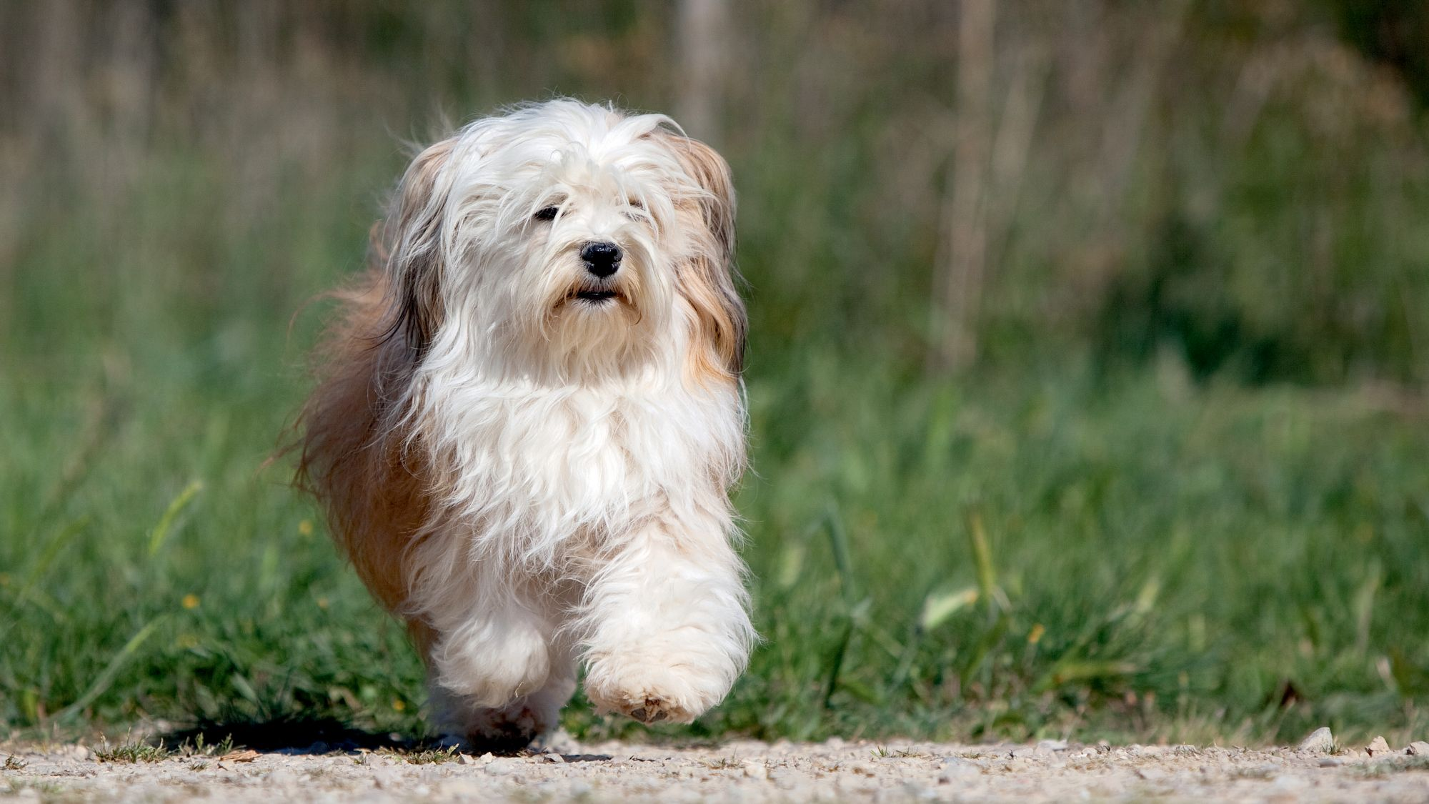 Havanese running across grass towards camera