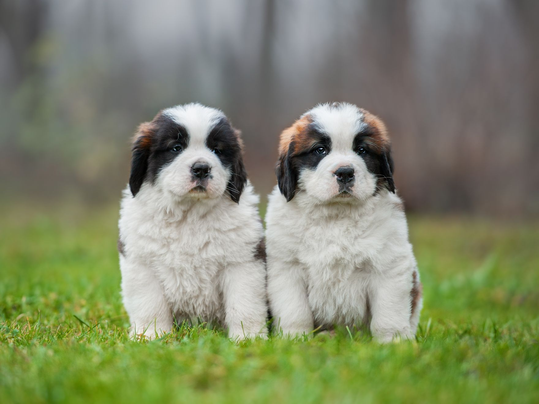 Two Saint Bernard puppies sitting together