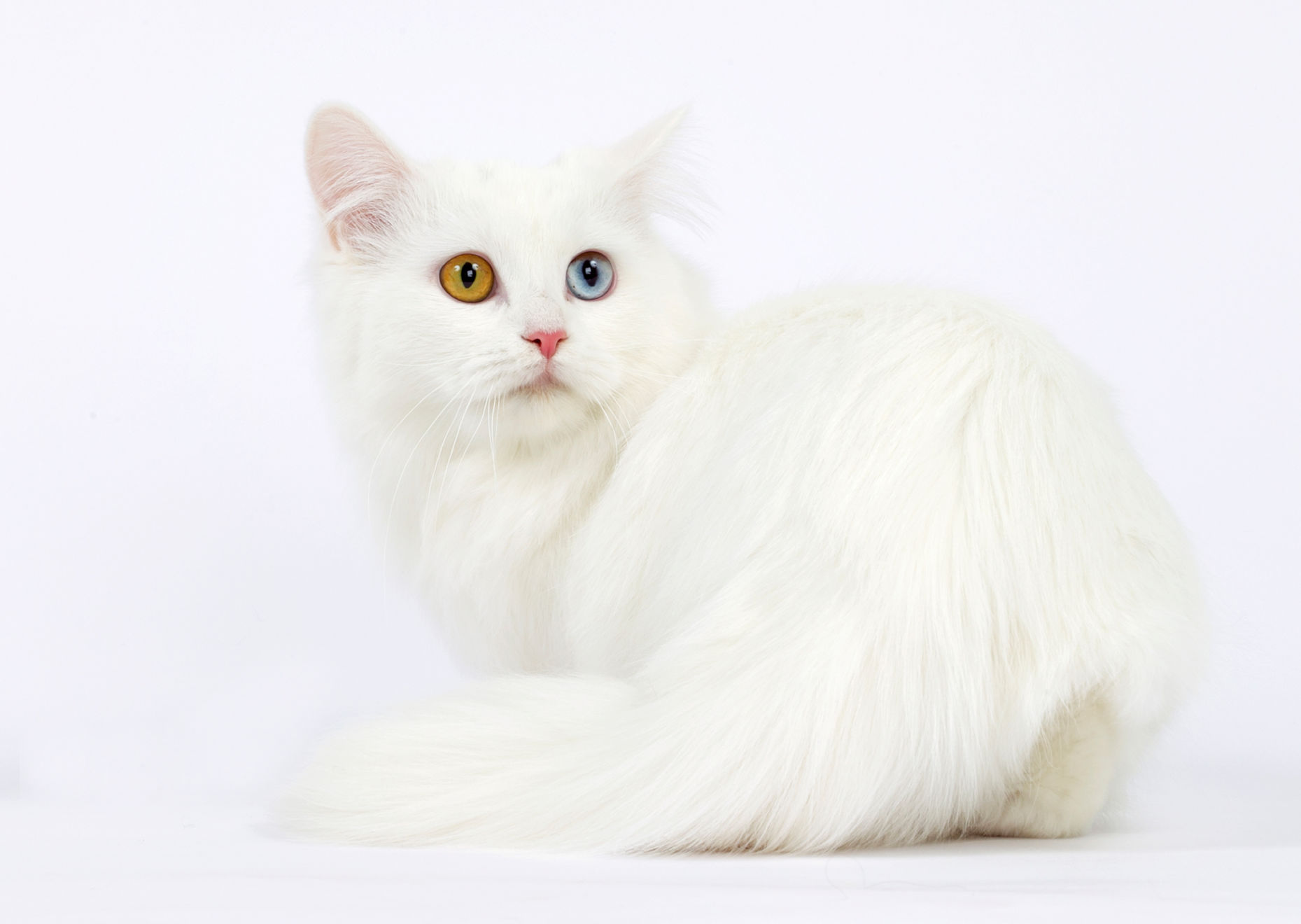 munchkin-longhair-munchkin-poil-long