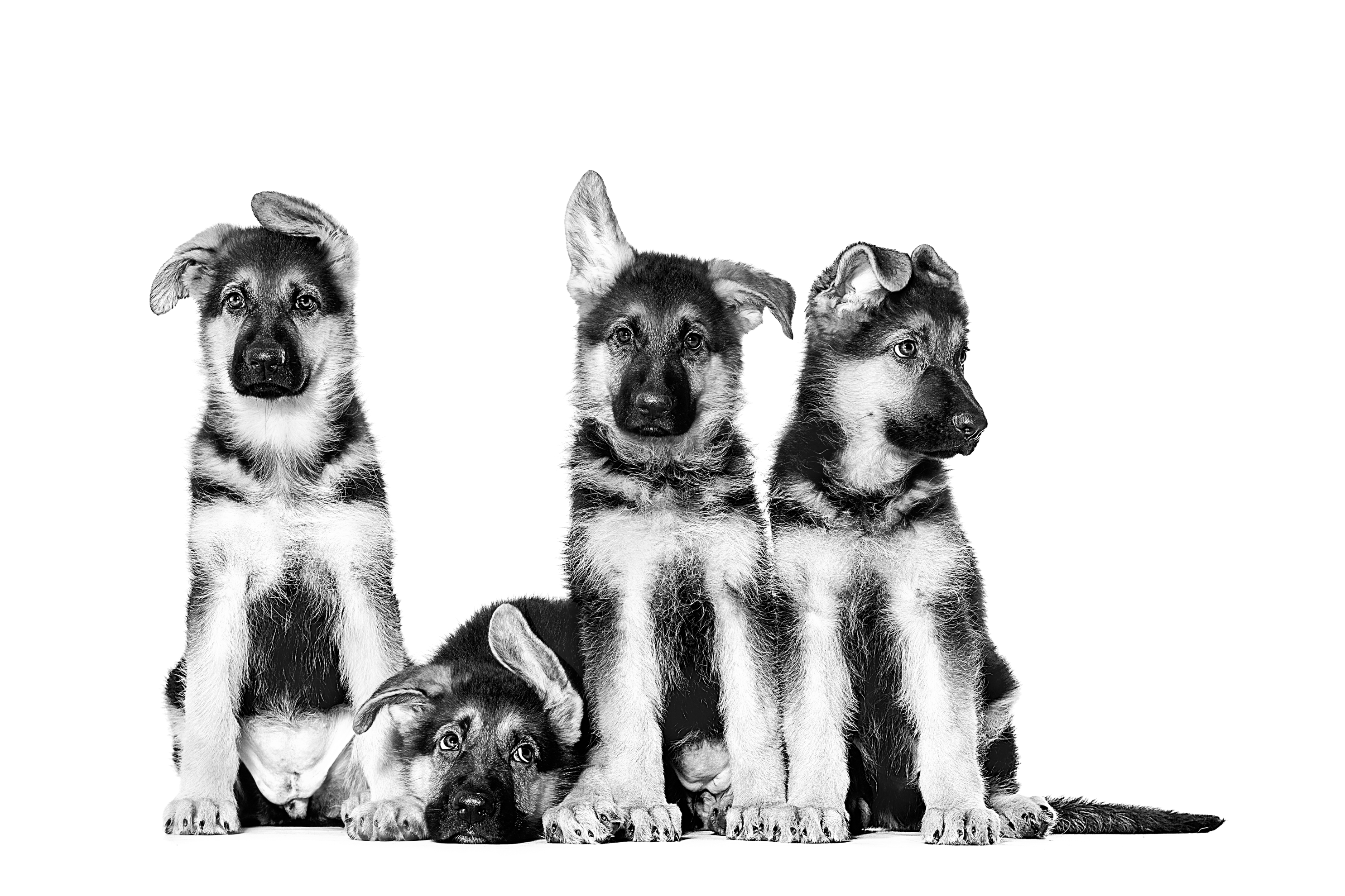 german shepherd puppies