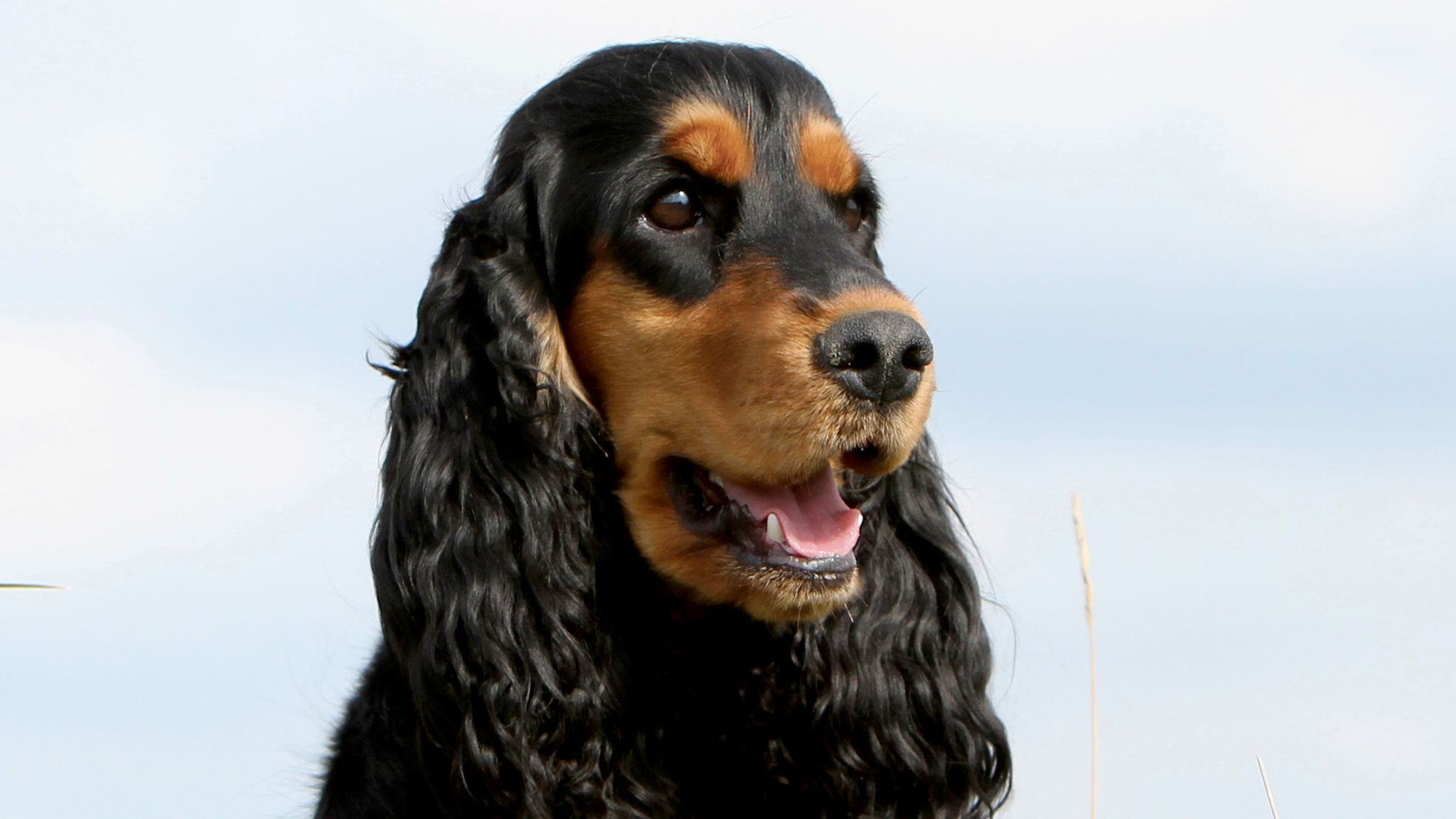 Close-up of Black English Cocker Spaniel looking into the distance