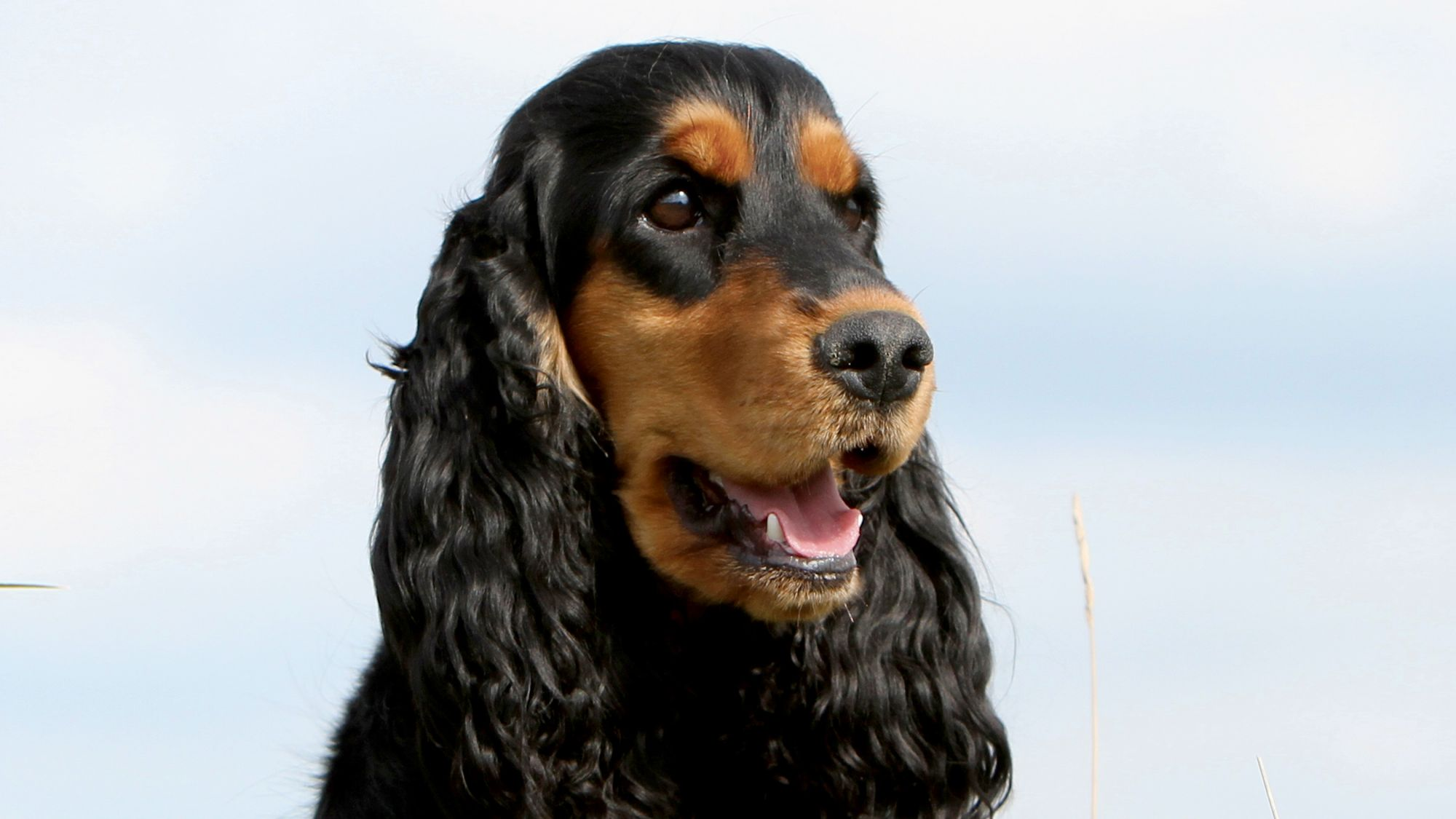 Grande plano de Cocker Spaniel Inglês preto a olhar para o horizonte