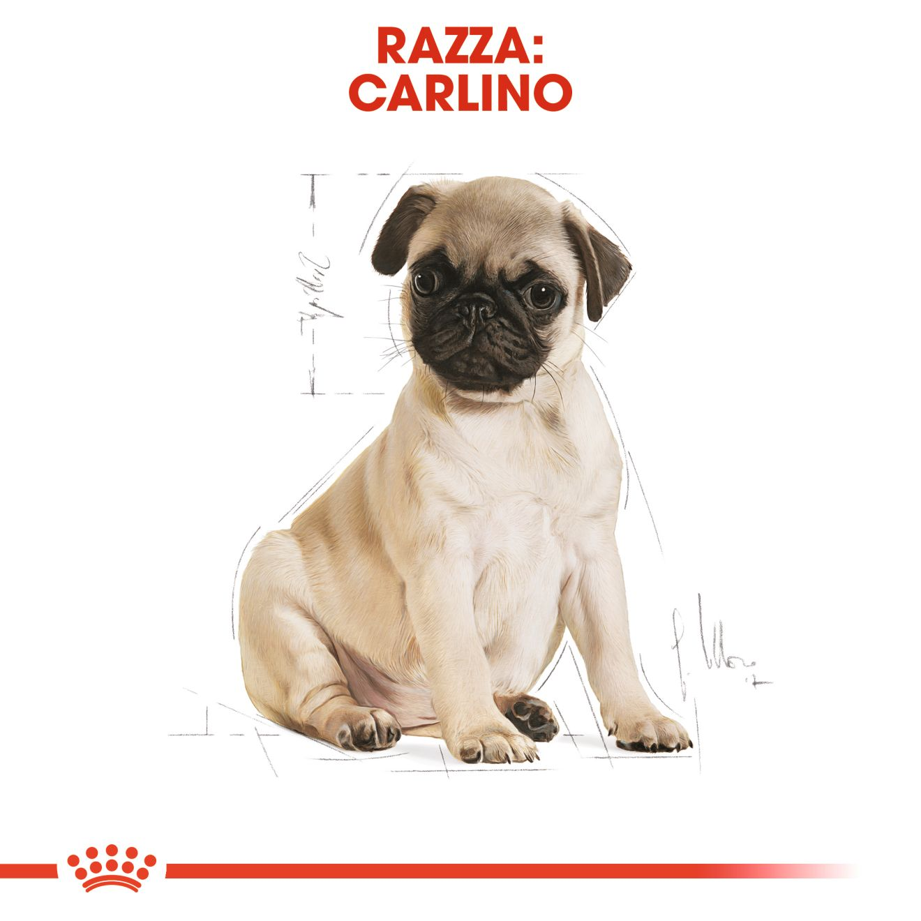  PUG Puppy