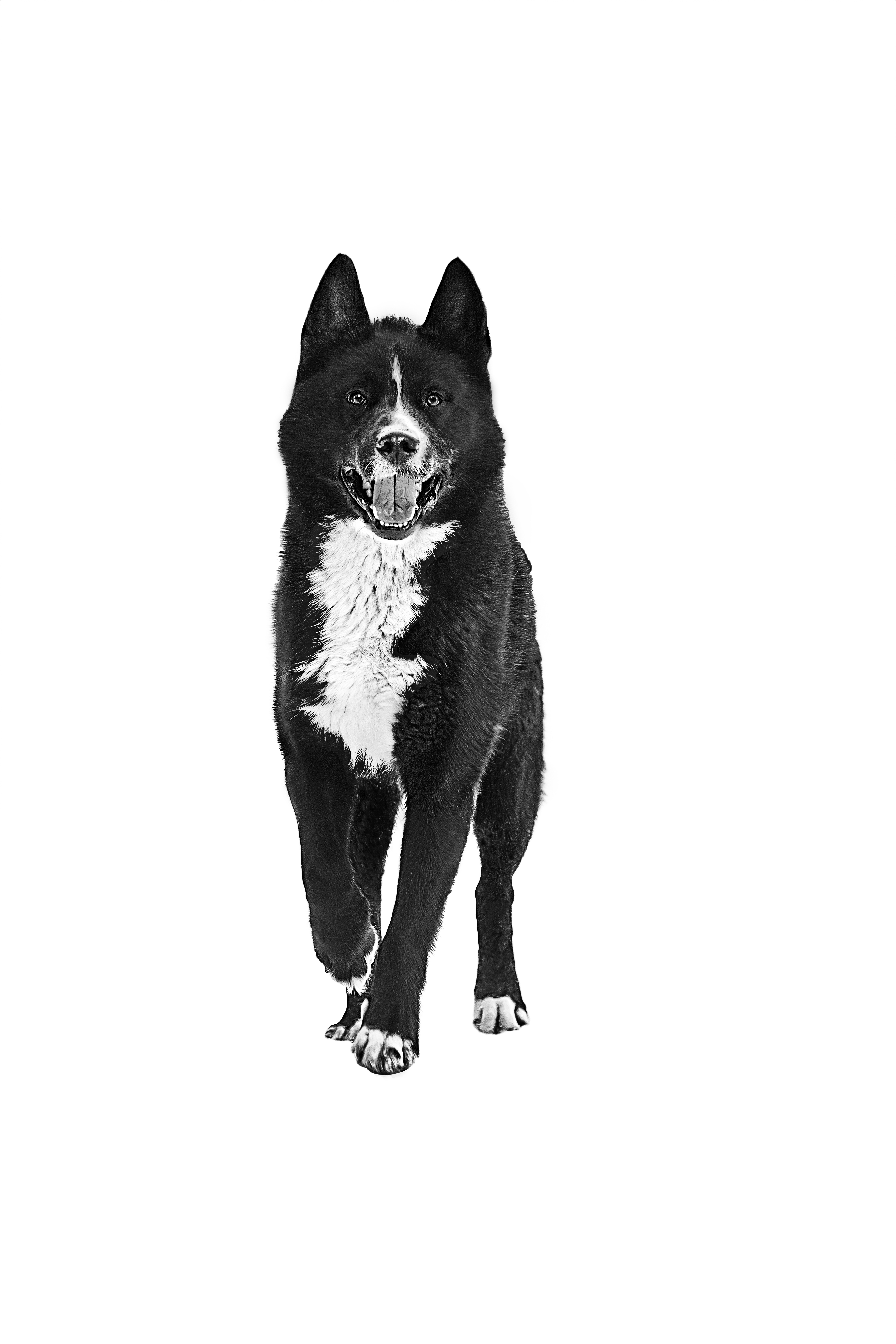 Взрослая карельская медвежья собака, черно-белое изображение