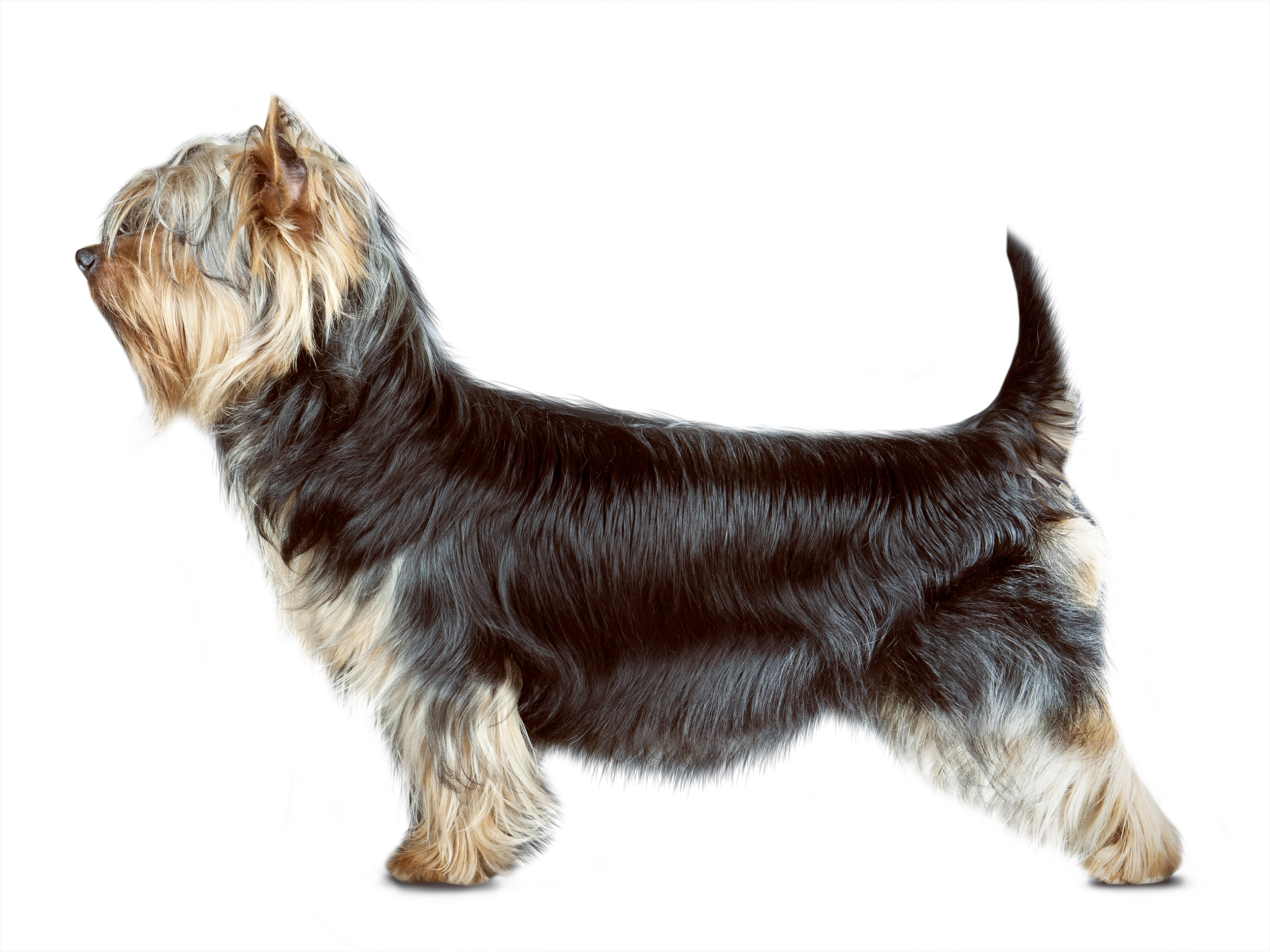 Australian Silky Terrier adult black and white