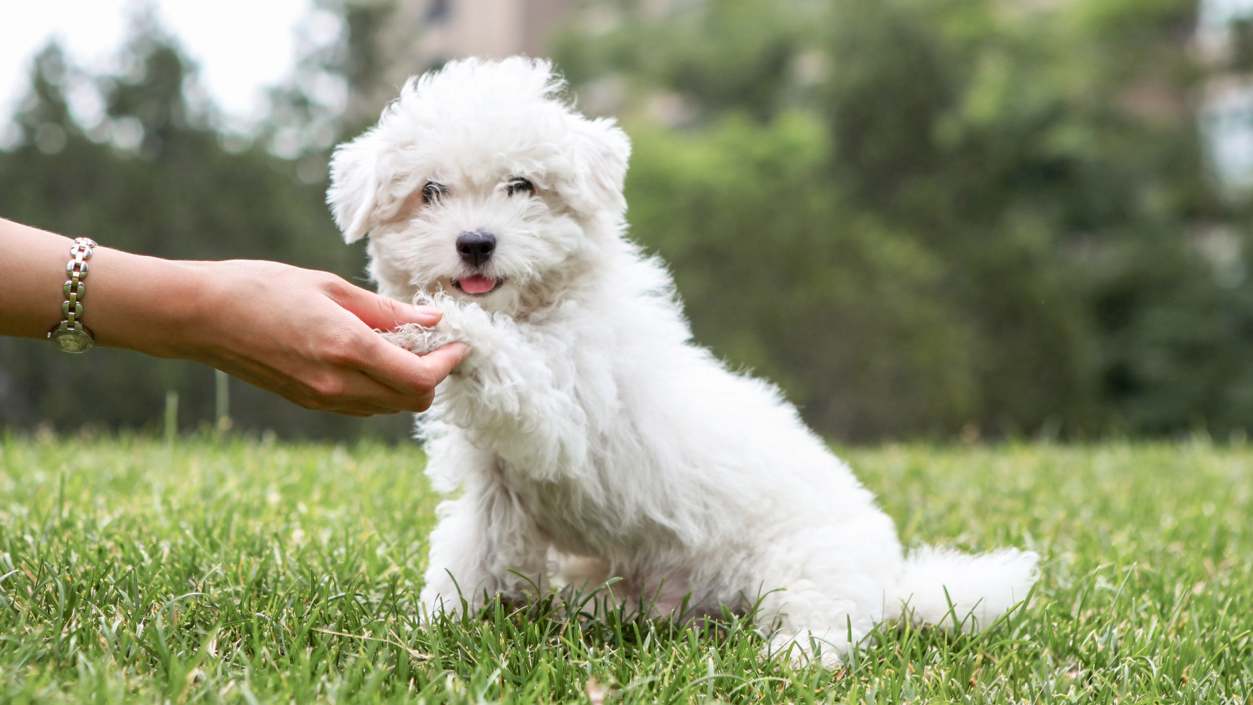 Anak anjing duduk di luar ruangan di rumput sambil memberikan tangannya.