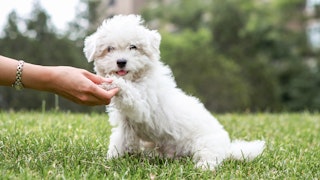 Белый пушистый щенок сидит на траве и дает лапу хозяйке