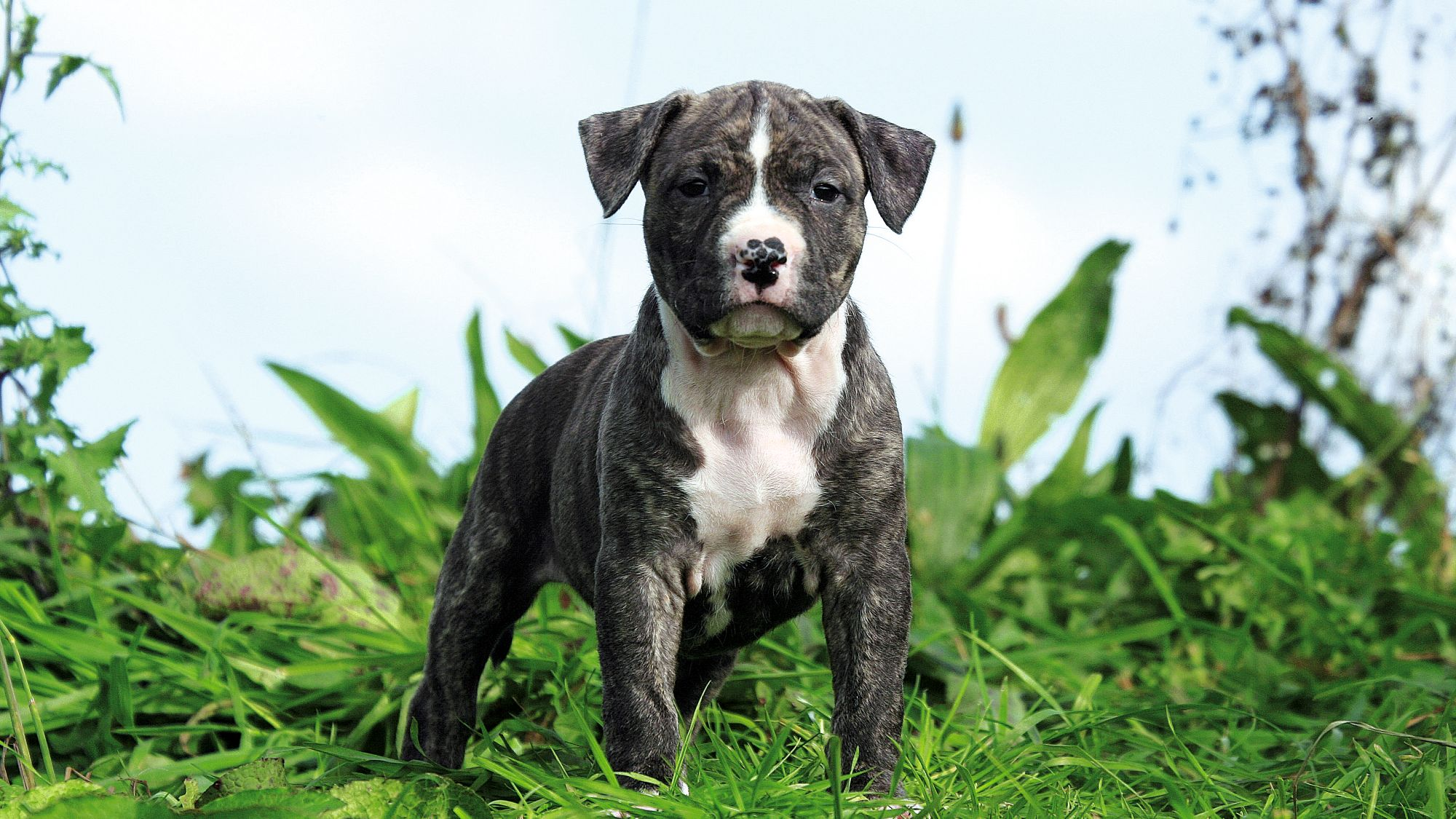 American Staffordshire Terrier standing on a green hill