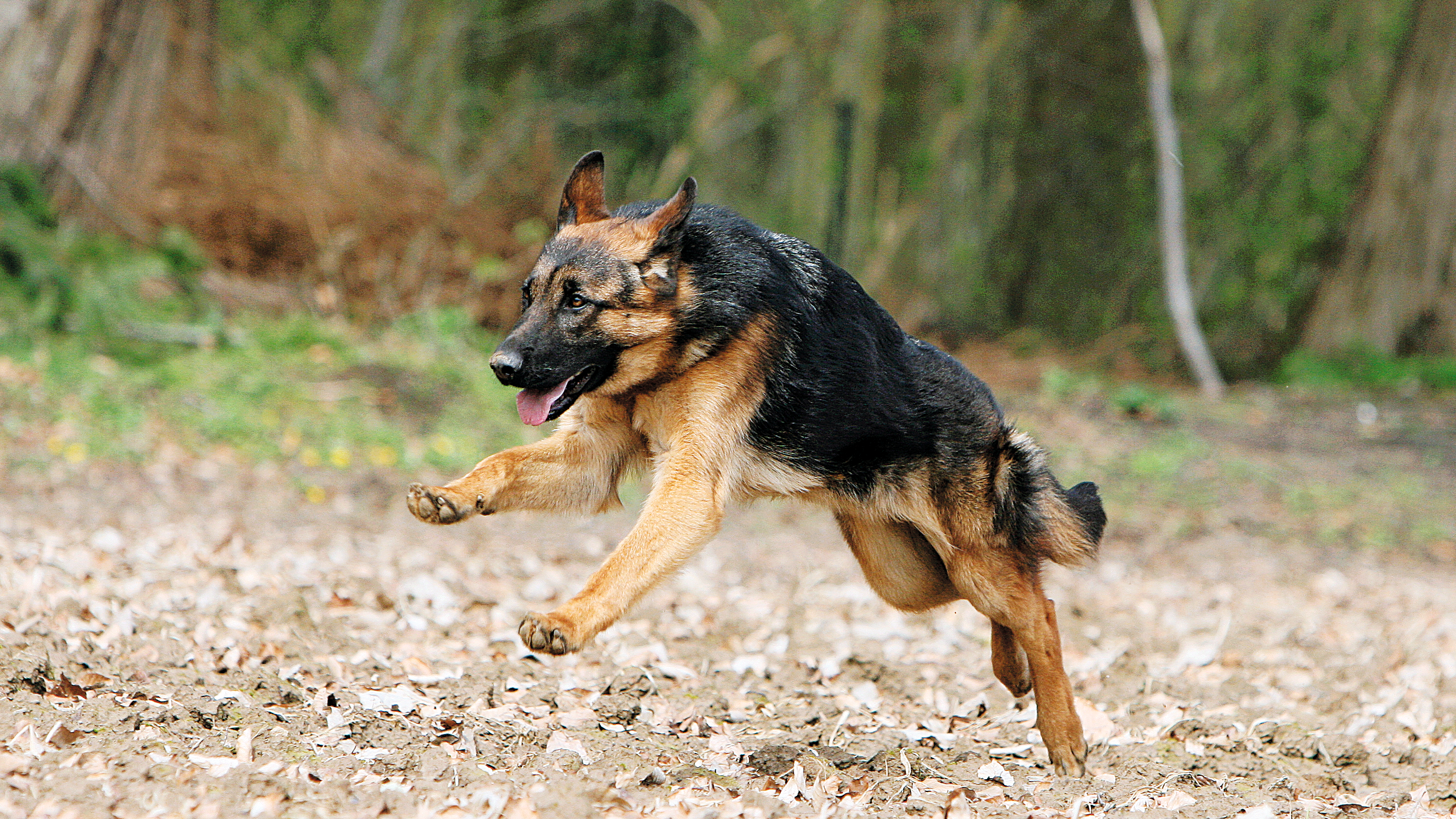 Deutscher Schäferhund läuft über Erde und Blätter