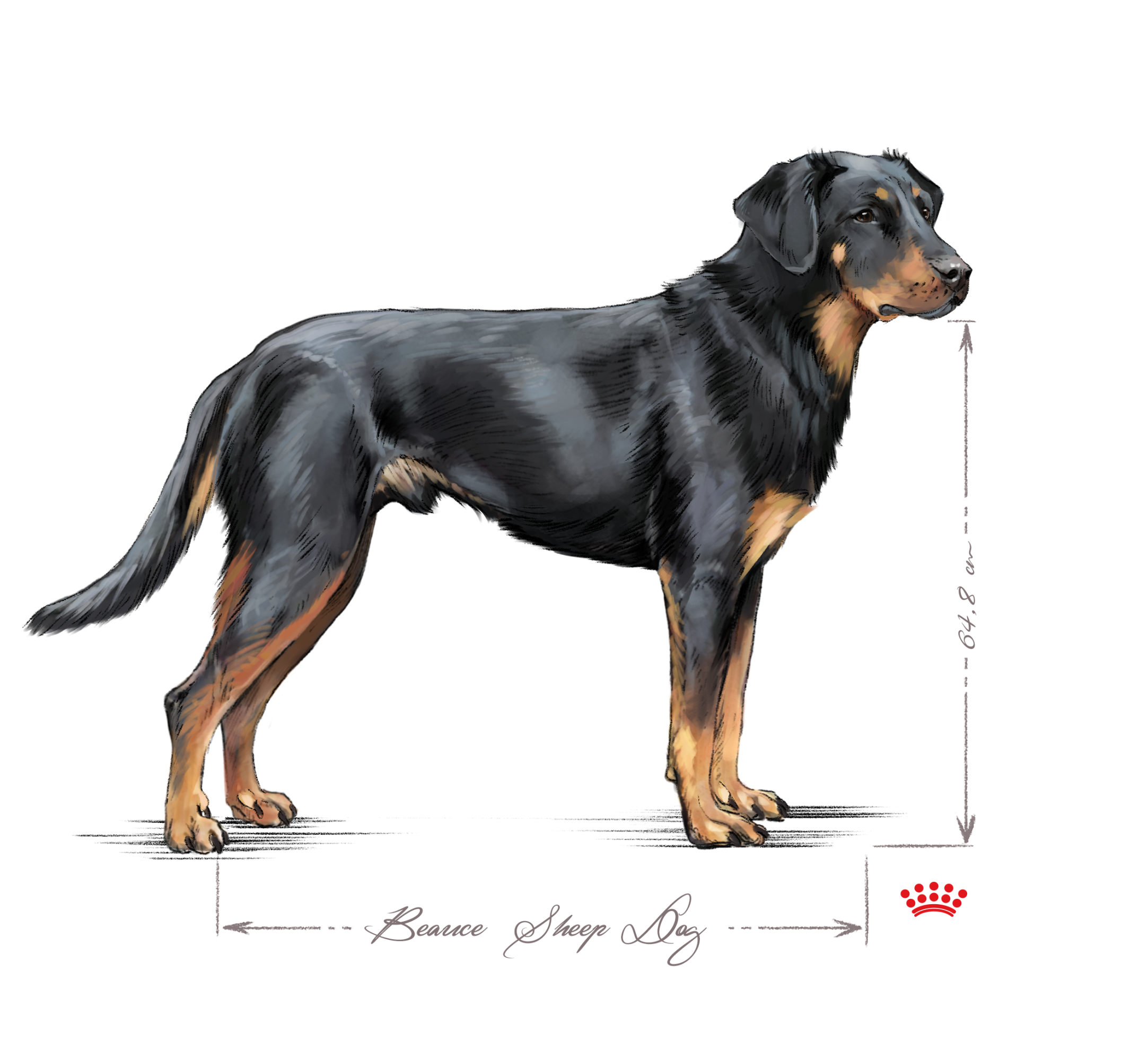 Beauceron adulte noir et blanc