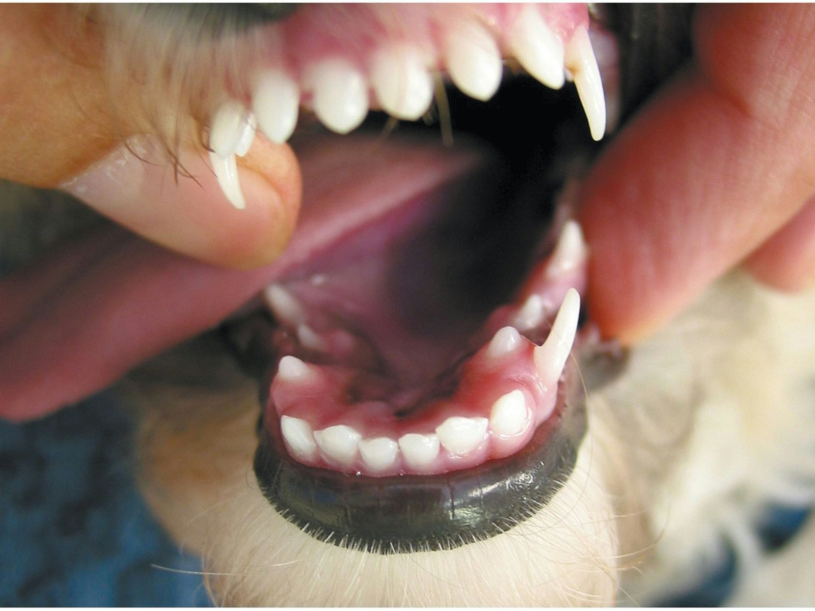 Persistance des canines temporaires chez un Yorkshire Terrier. La canine maxillaire définitive fait son éruption en mésial de la dent temporaire.