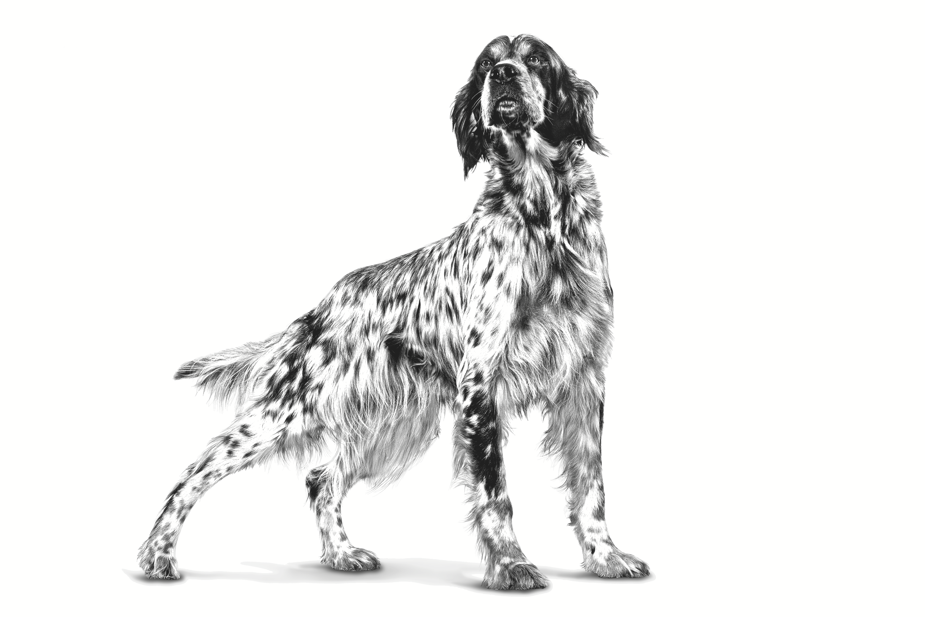 Setter adult standing in black and white on a white background