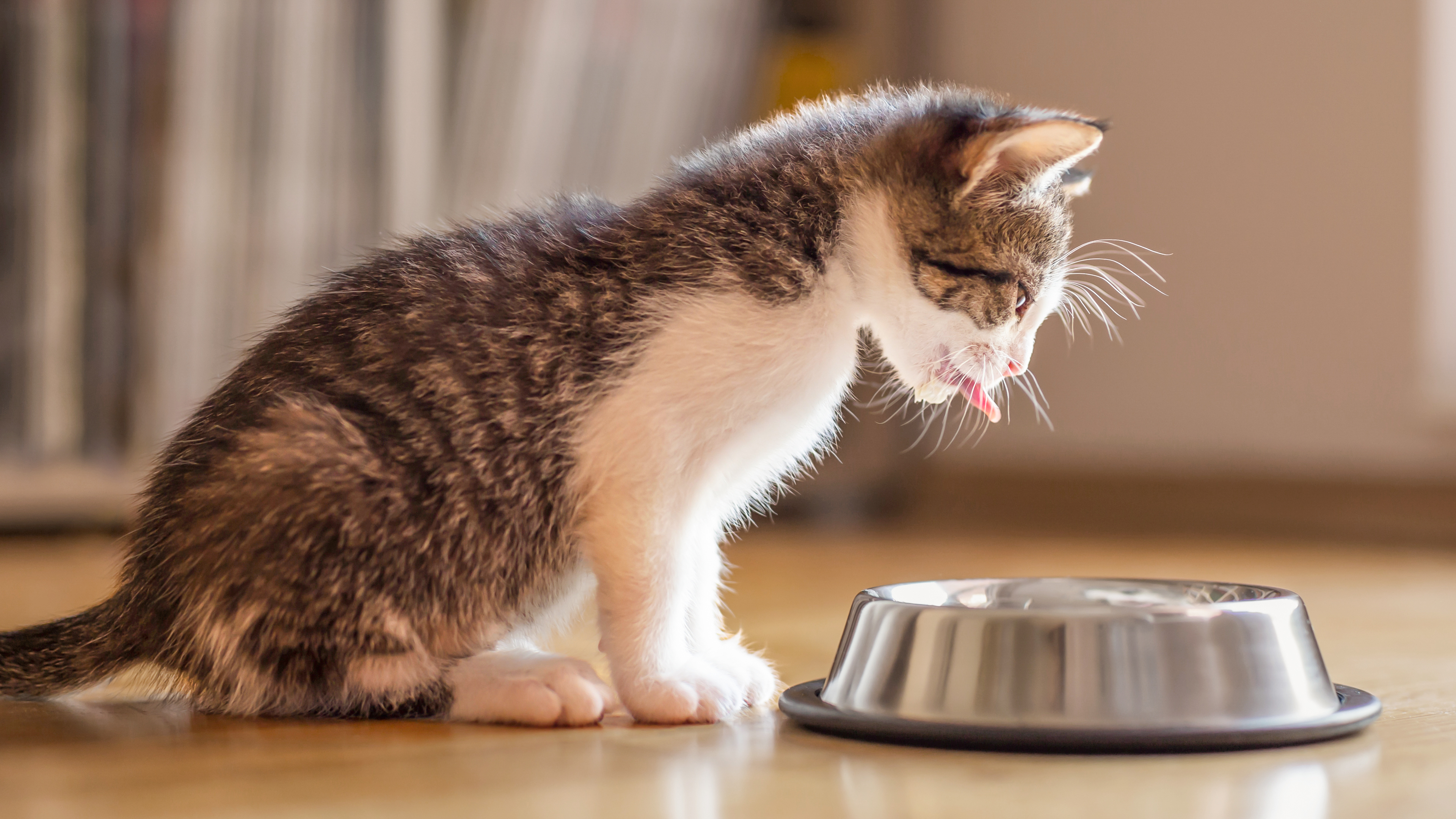 Grey and white kitten sitting indoors next to a stainless steel feeding bowl