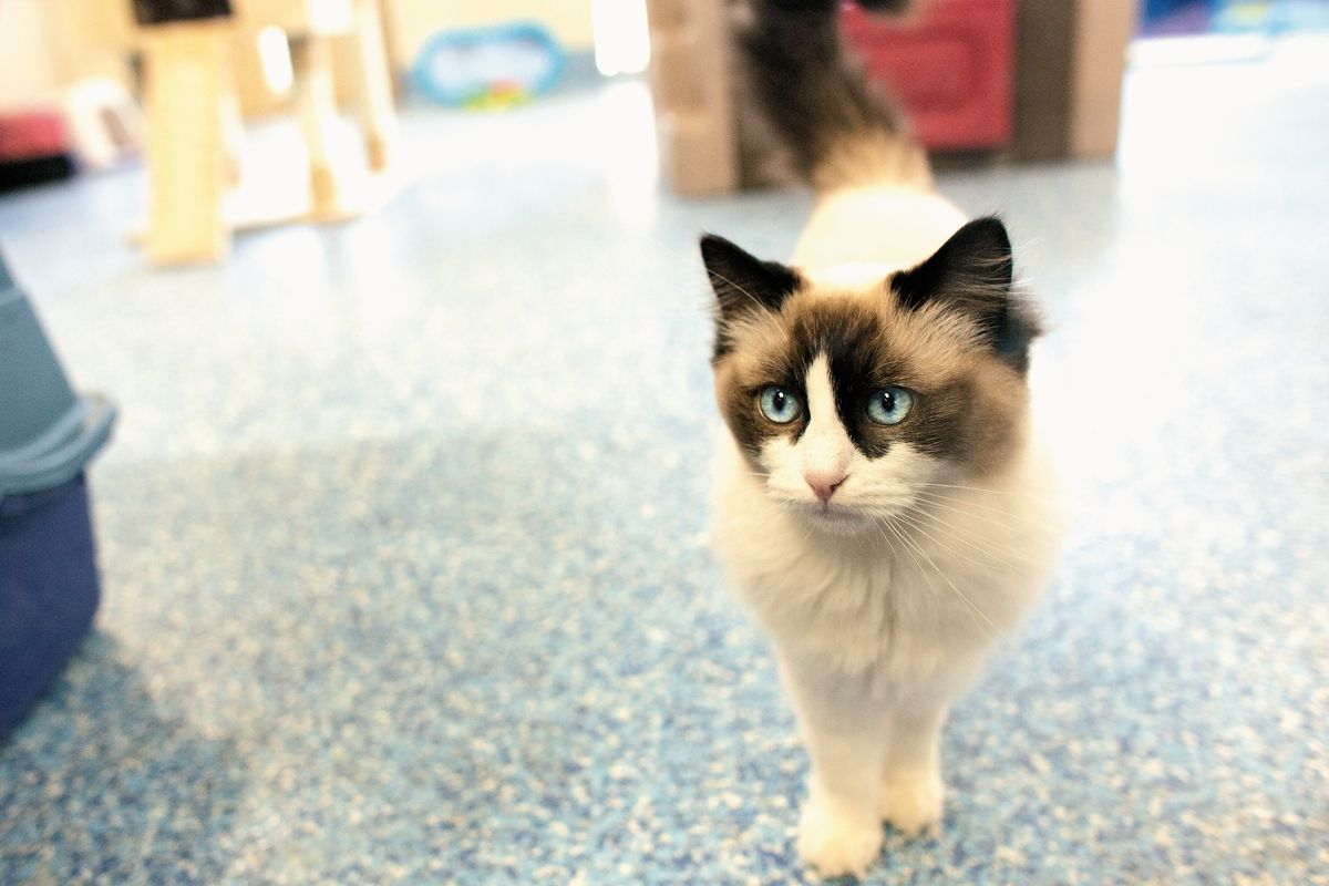 The Ragdoll is one of the newer cat breeds introduced to the PHNC, enabling Royal Canin to continue to build knowledge on breedspecific nutritional needs. 