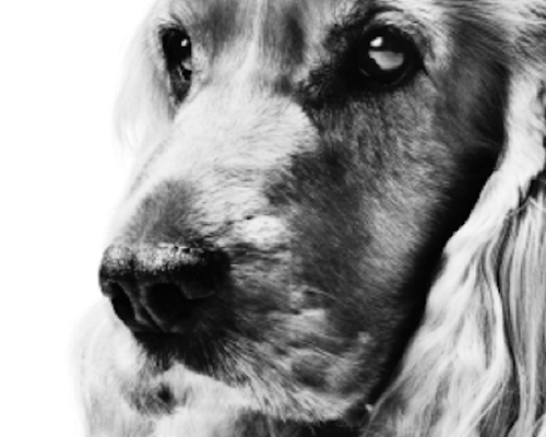 black and white portrait of an English Cocker Spaniel