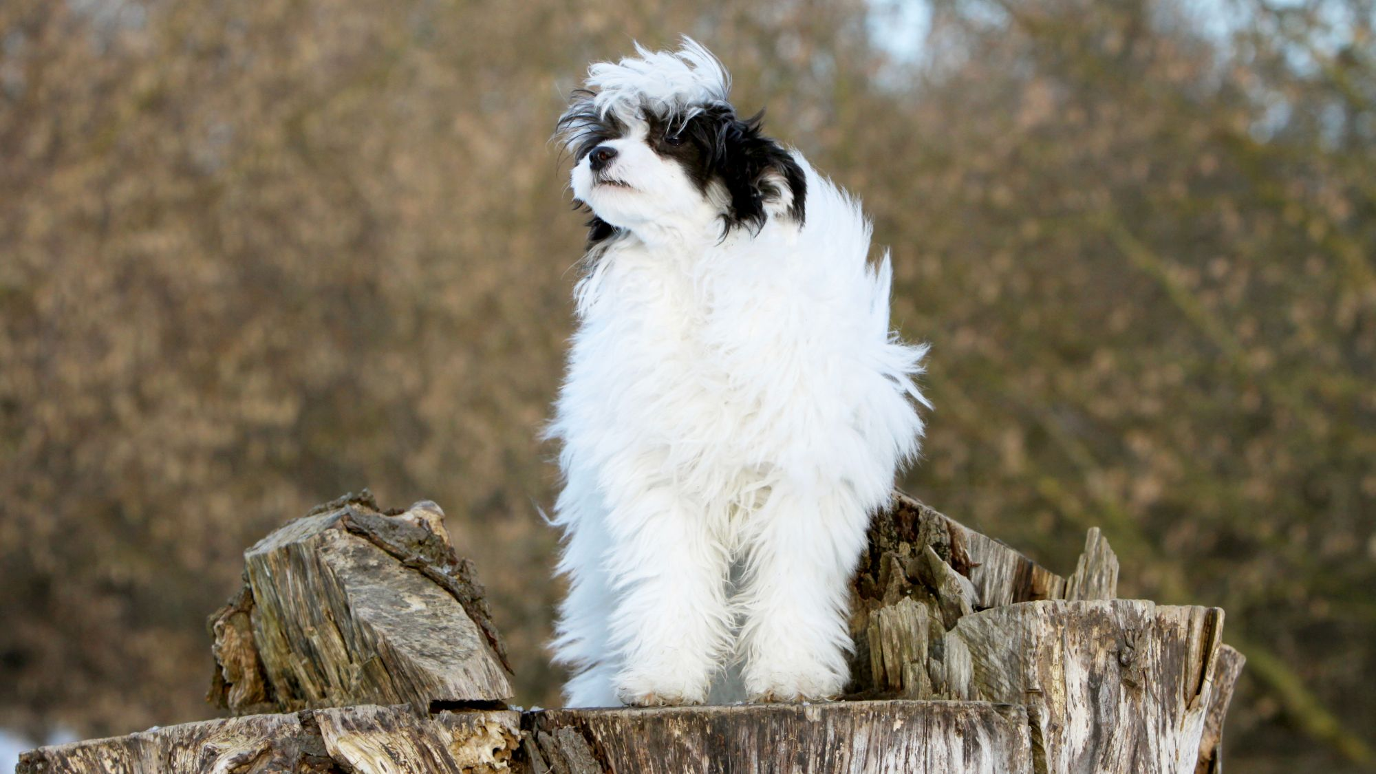 Royal canin chinese sales crested