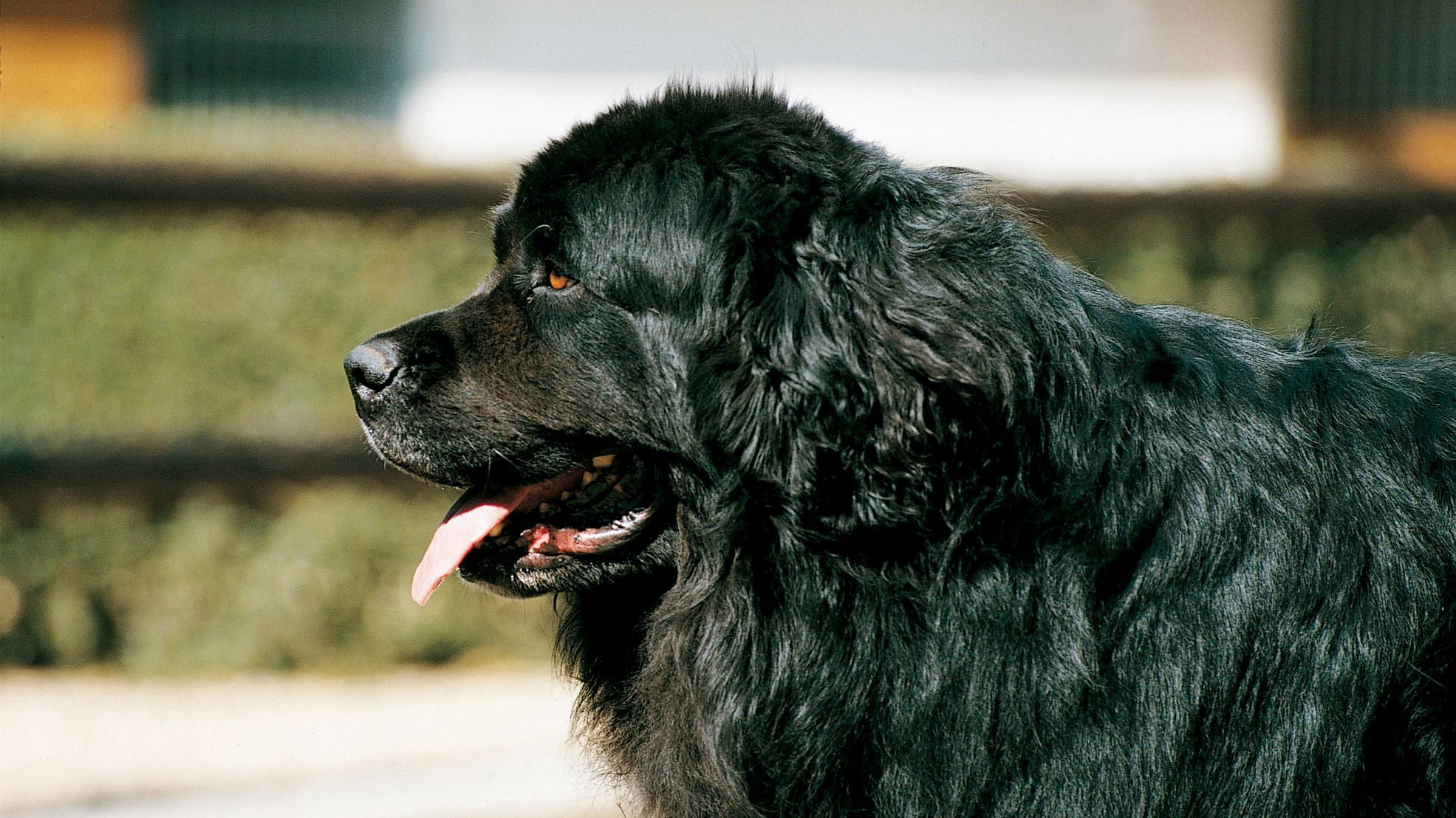 do newfoundland dogs bark a lot