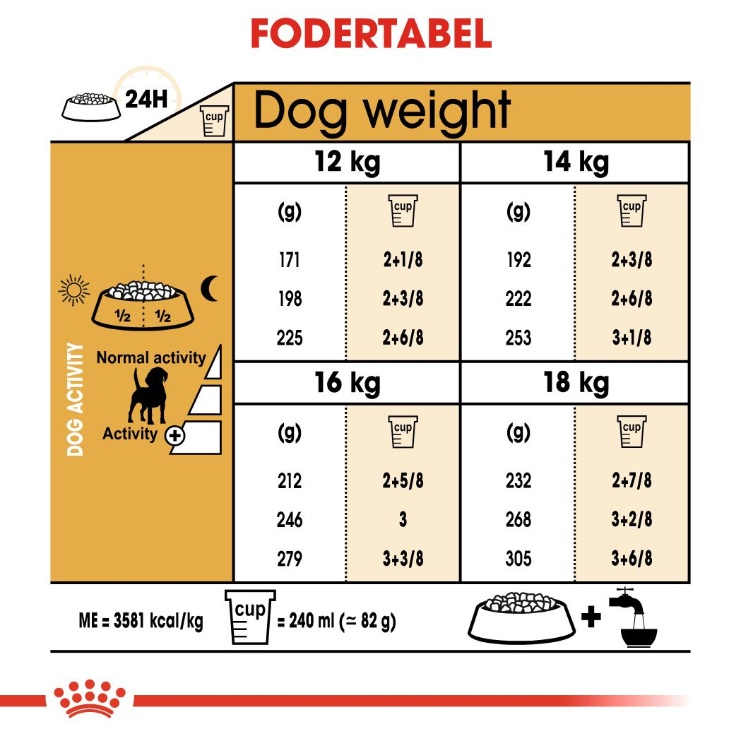 Beagle Adult
