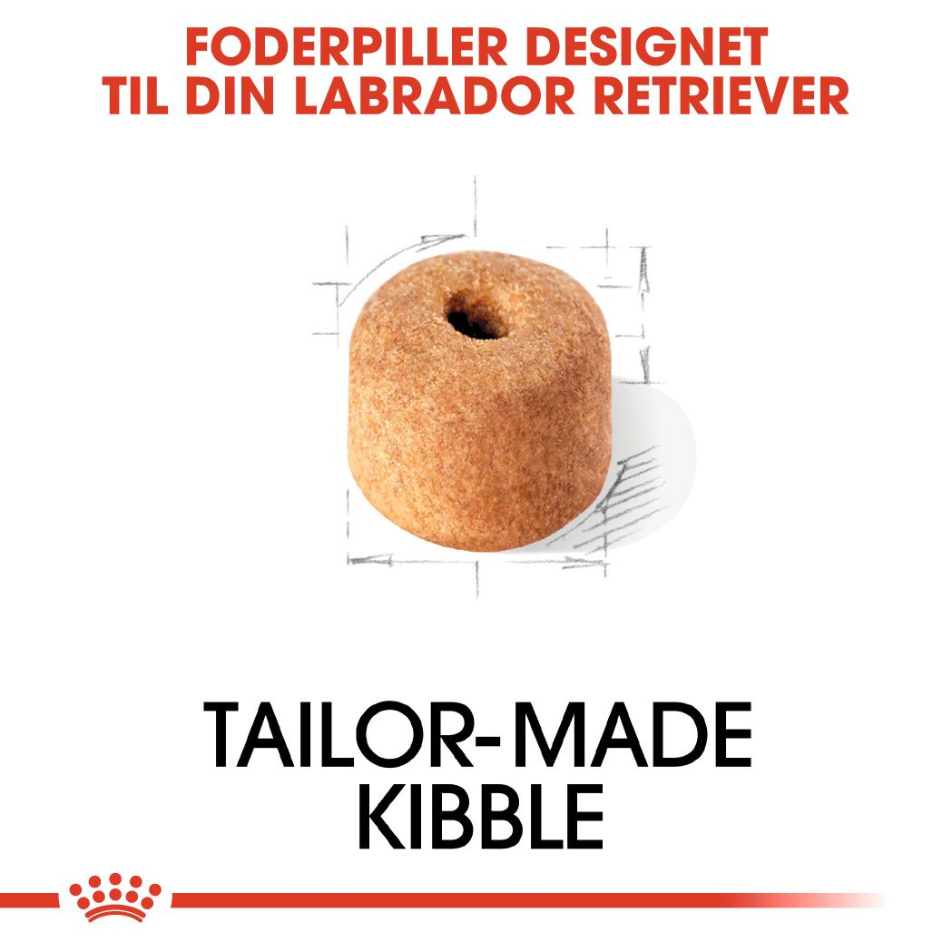 Labrador Retriever Adult