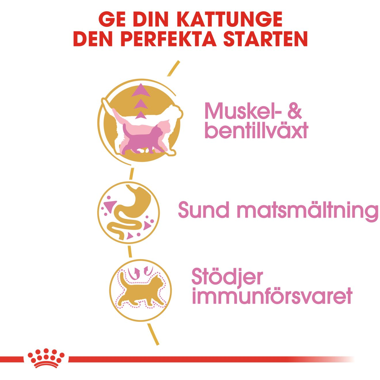 British Shorthair Kitten