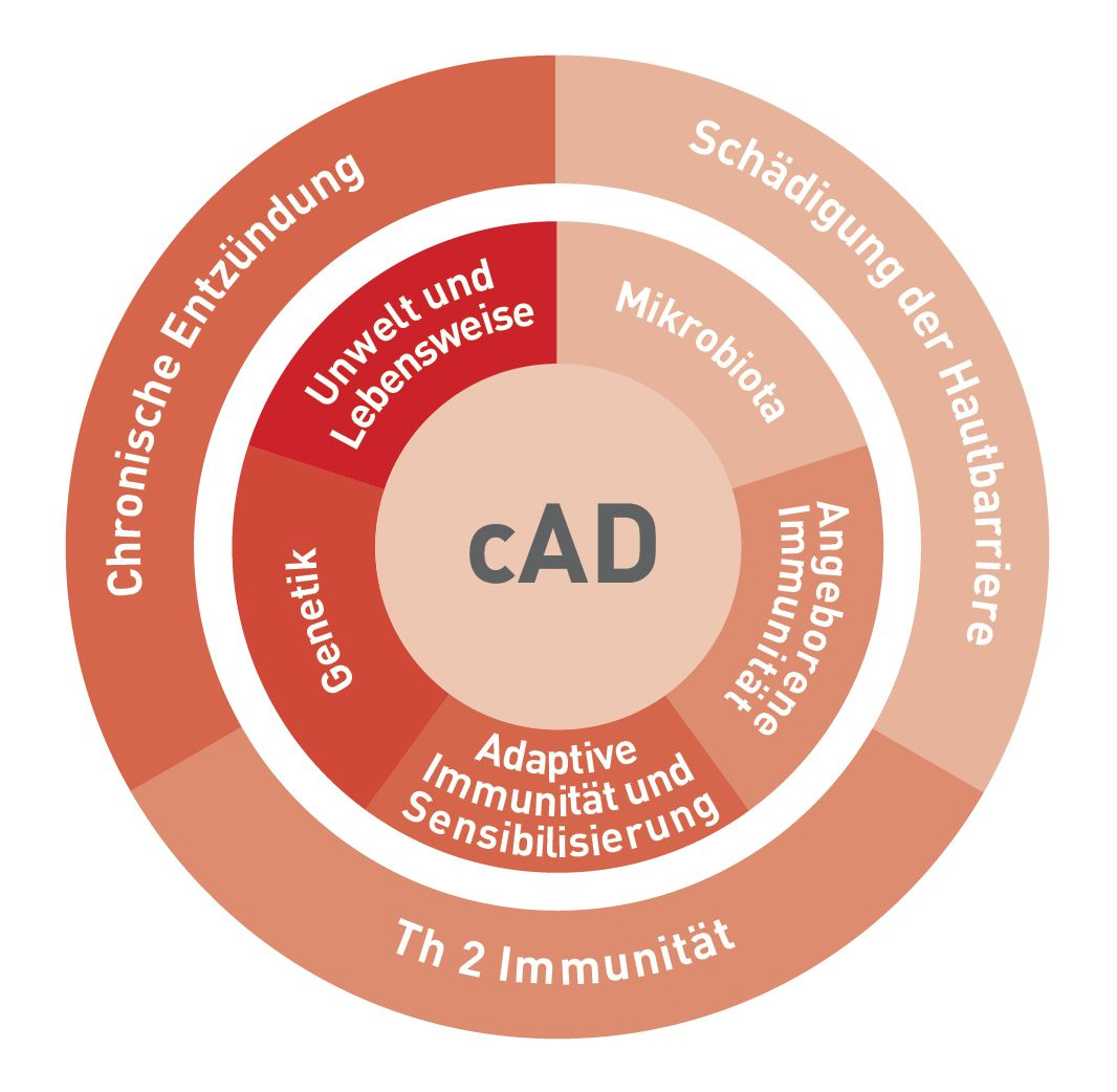 Pathogenese der cAD: interagierende Faktoren