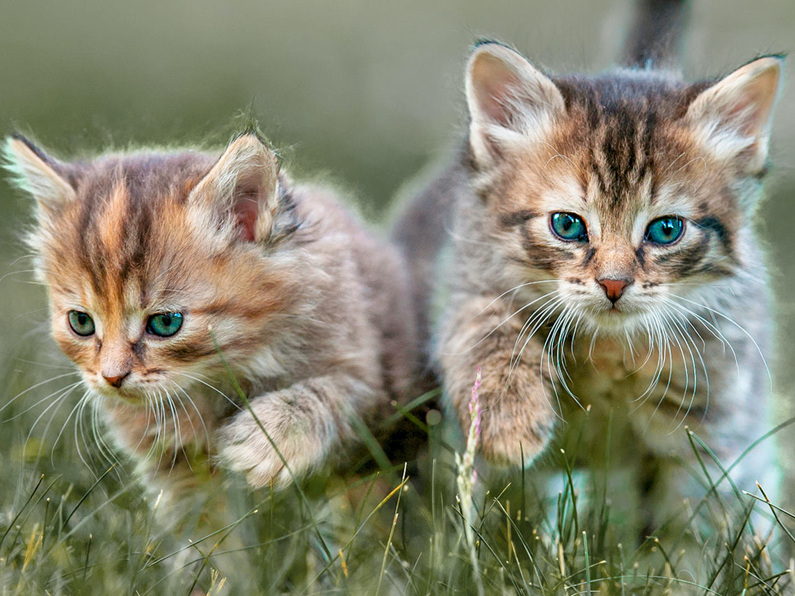 屋外の長い草むらを歩く子猫