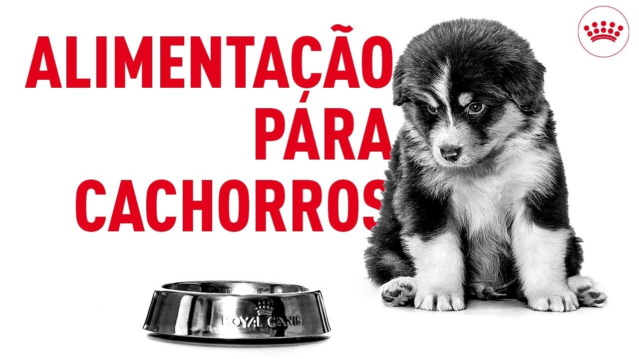 Alimentação para cachorros: do desmame à vida adulta | Royal Canin