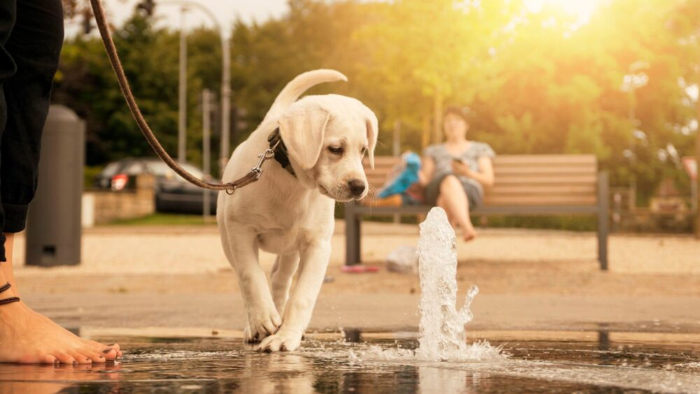 Aangelijnde pup kijkt naar een waterfonteintje