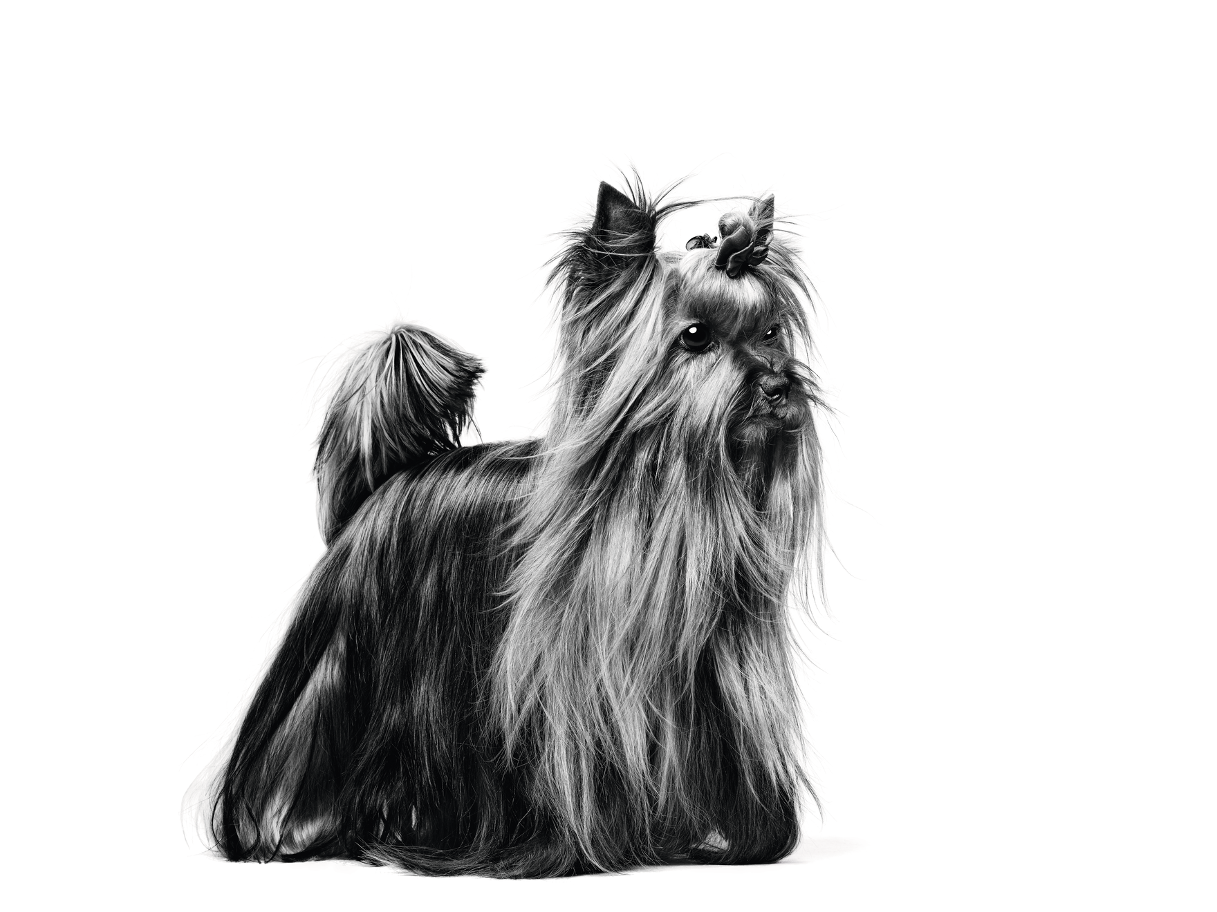  Yorkshire Terrier standing in black and white