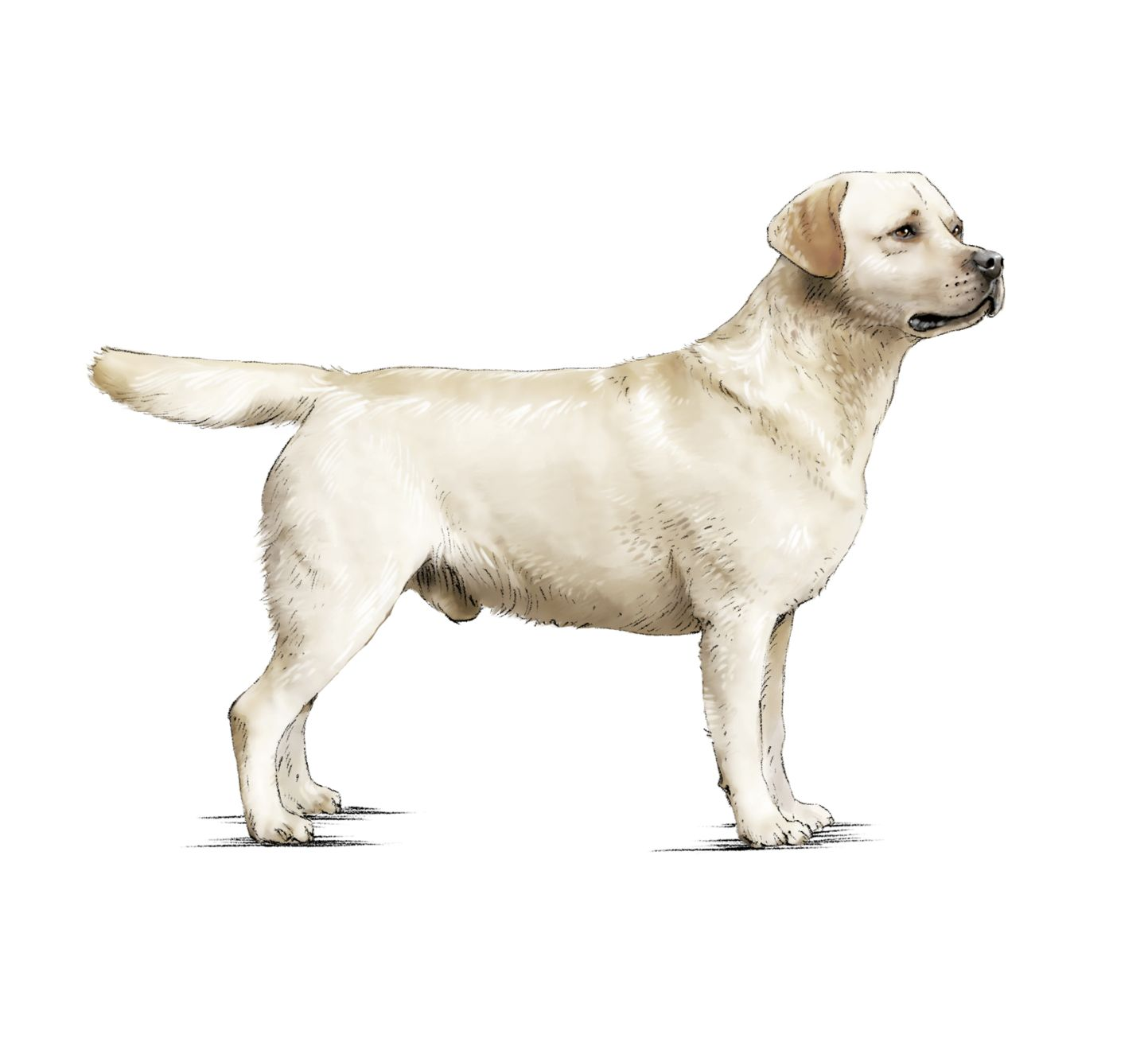 Illustration of standing Labrador