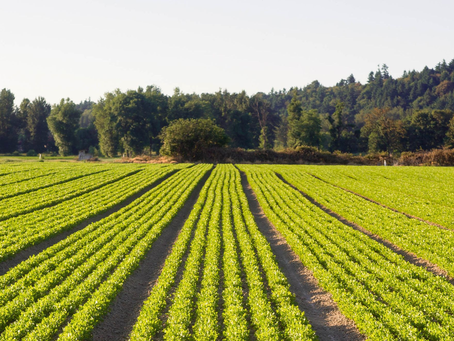 Teren agricol verde