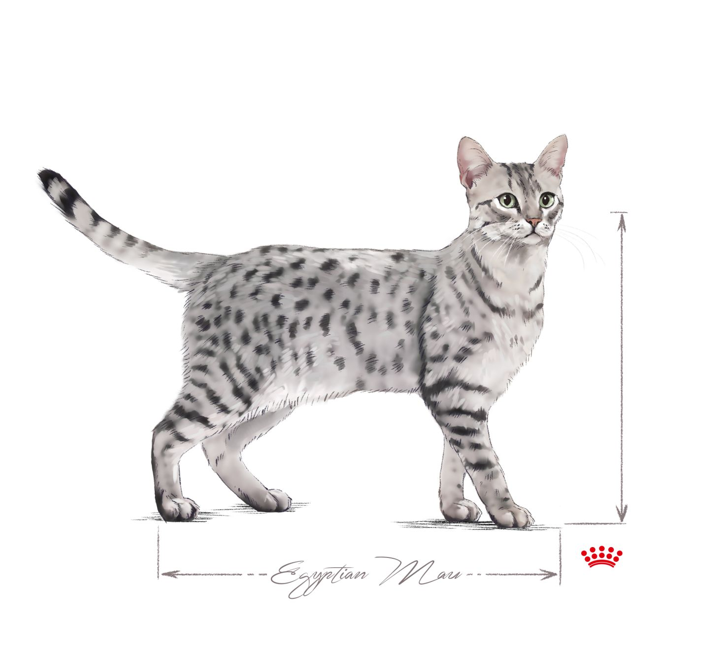 Egyptian Mau adult in black and white