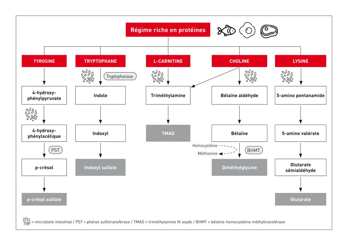 Voies de production de certaines toxines urémiques à partir de nutriments d’origine alimentaire.