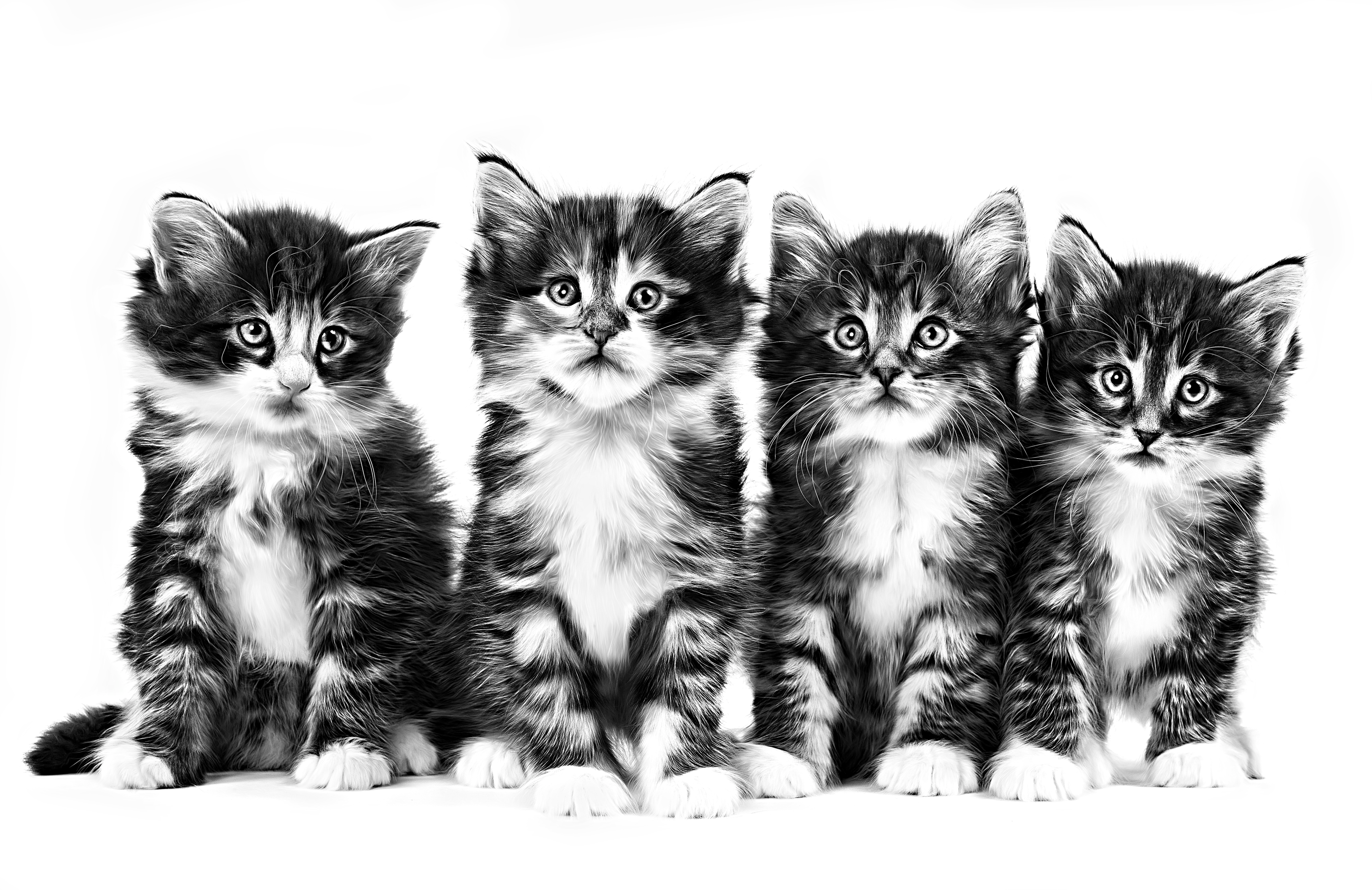 Bij elkaar zittende Noorse Boskat kittens in zwart-wit