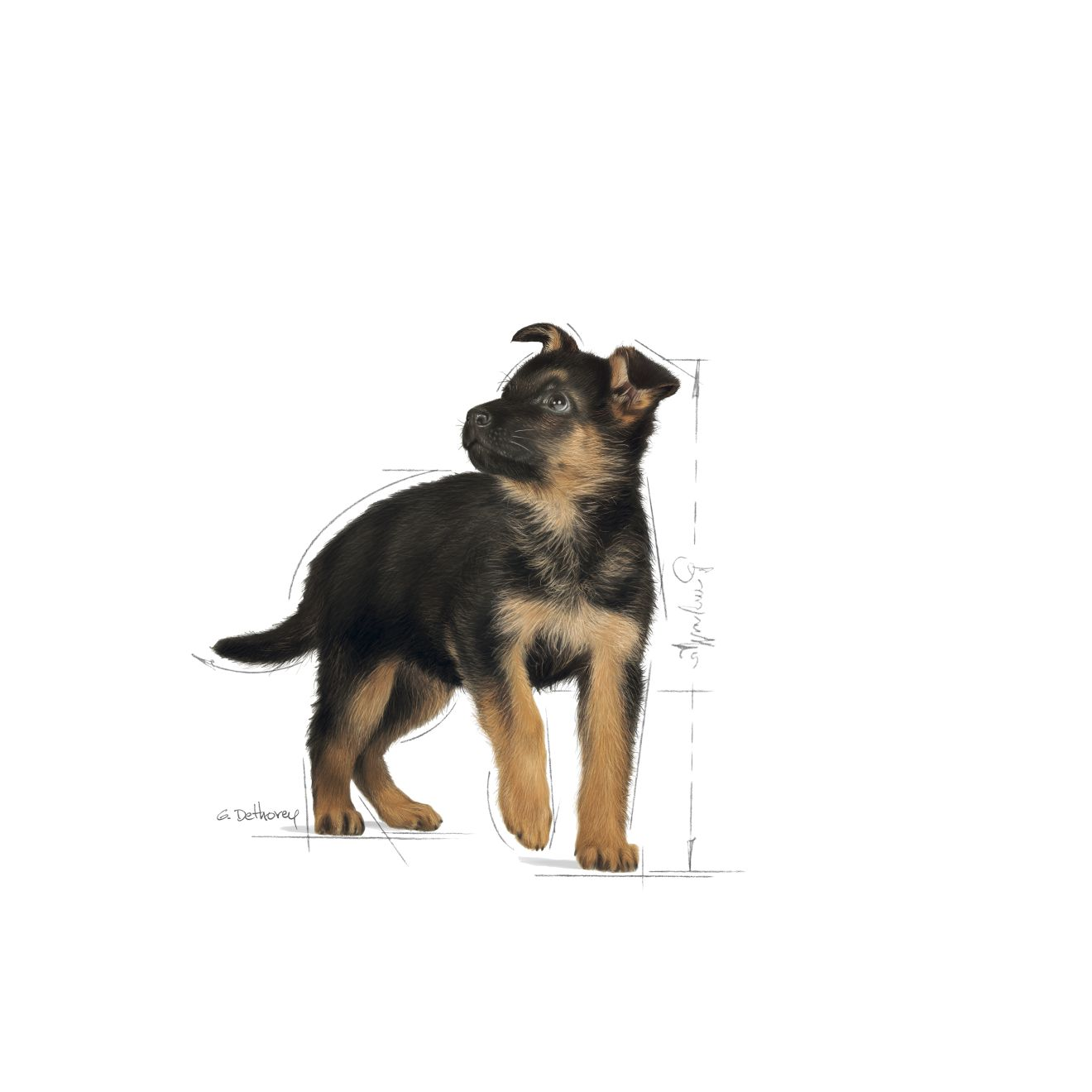 royal canin shn maxi puppy