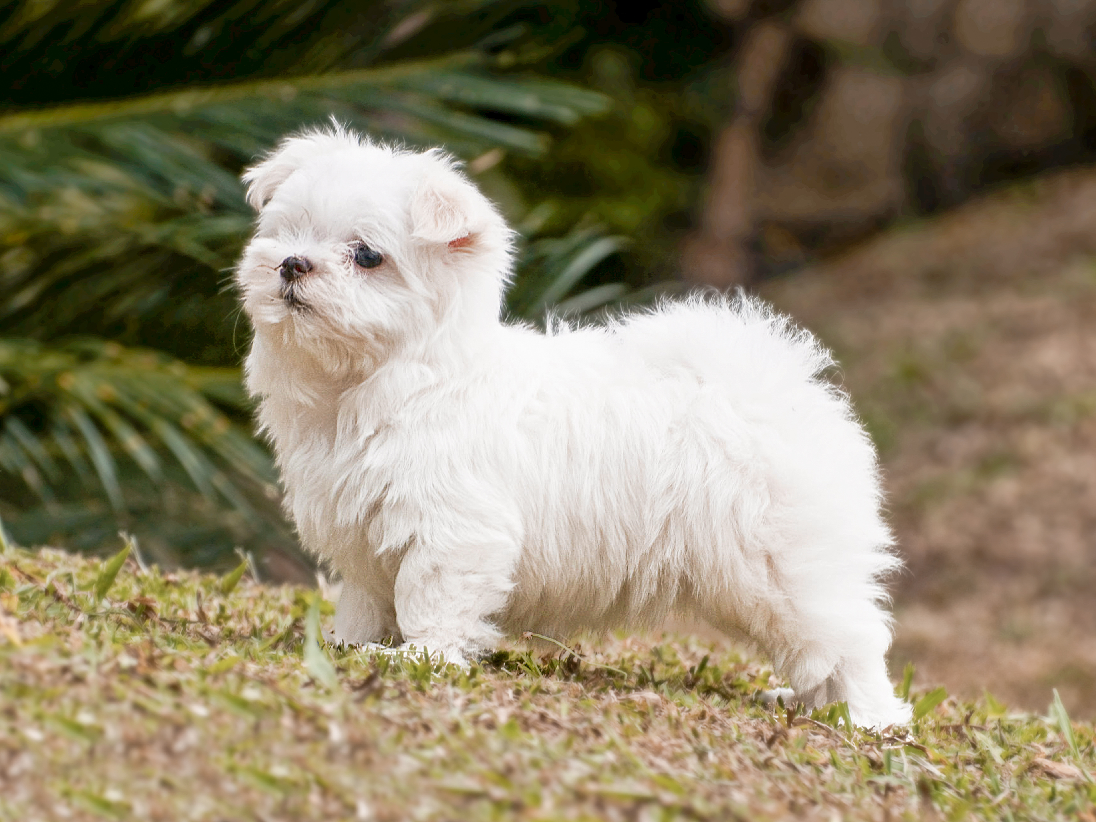 Bichon Frise puppy standing outdoors in grass