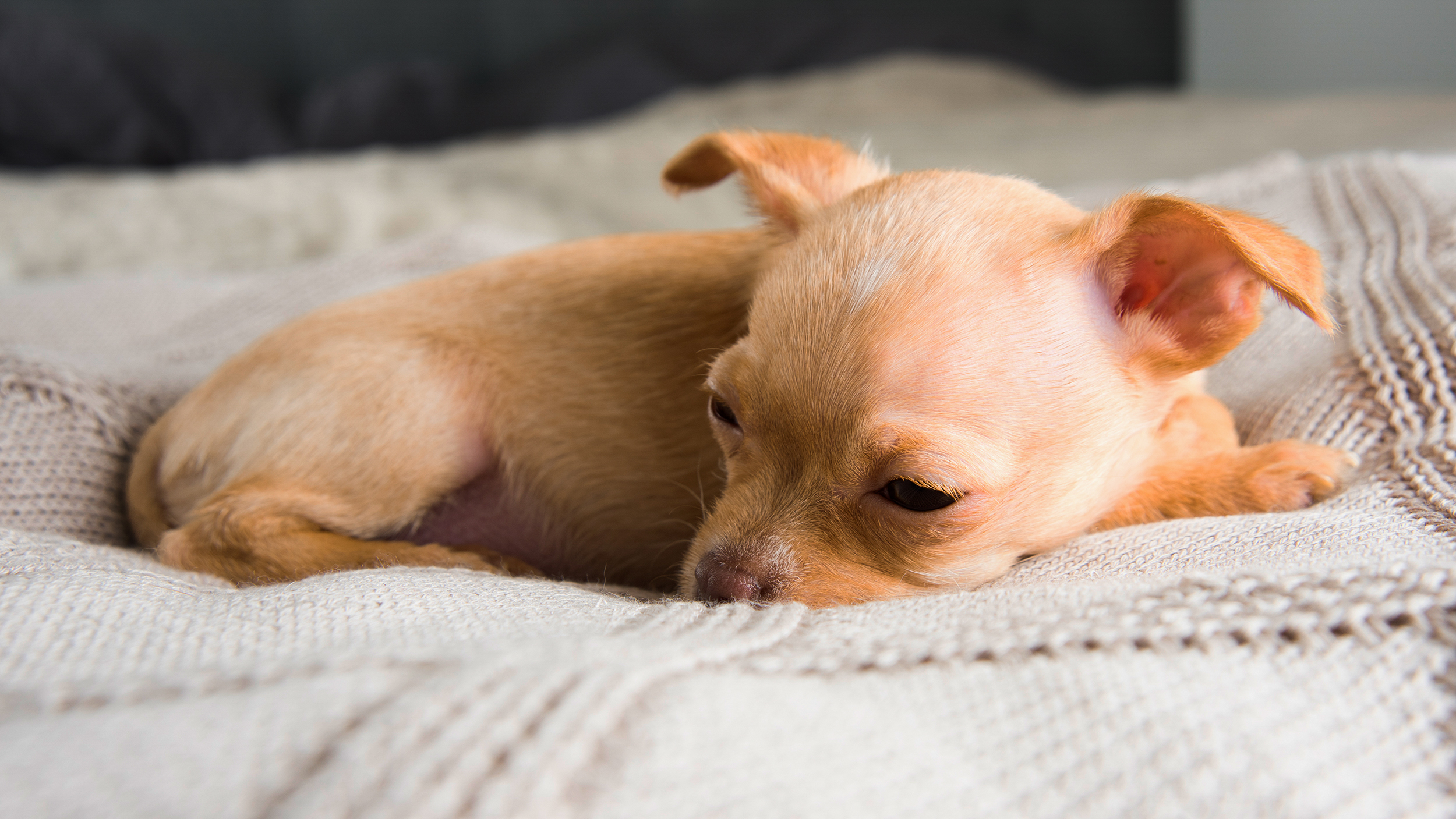 Chihuahua-Welpe liegt auf einer Decke.