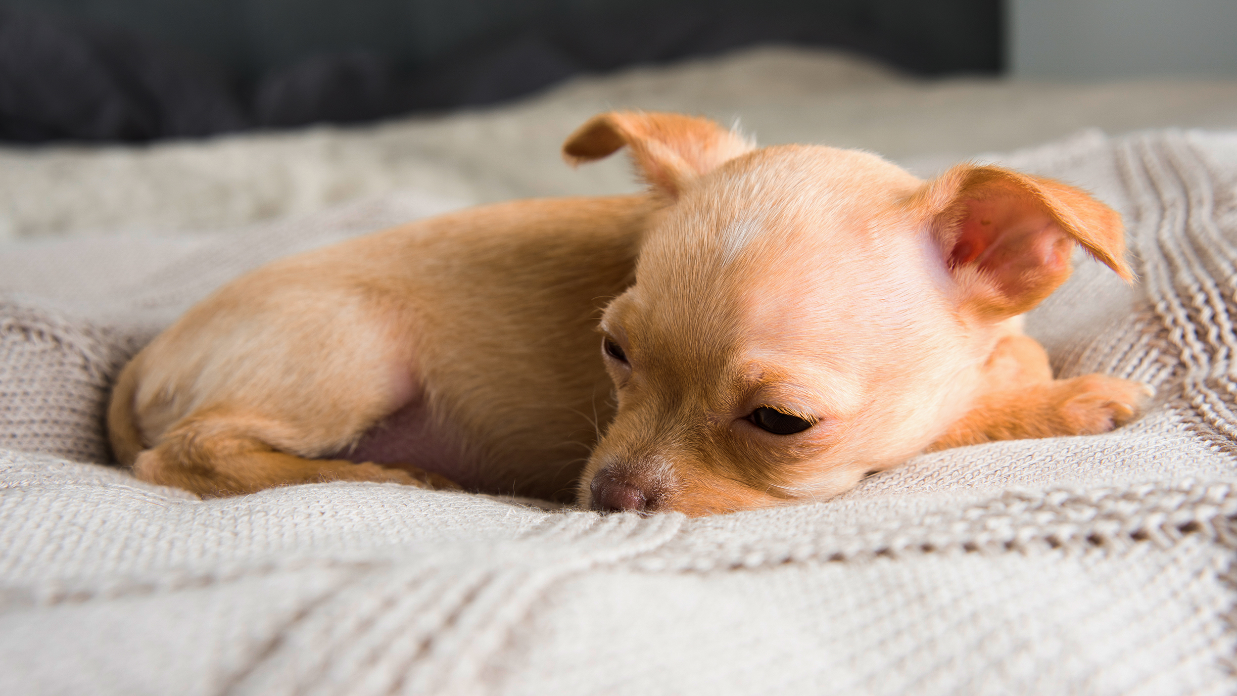 Chihuahua-valp som ligger på et teppe.