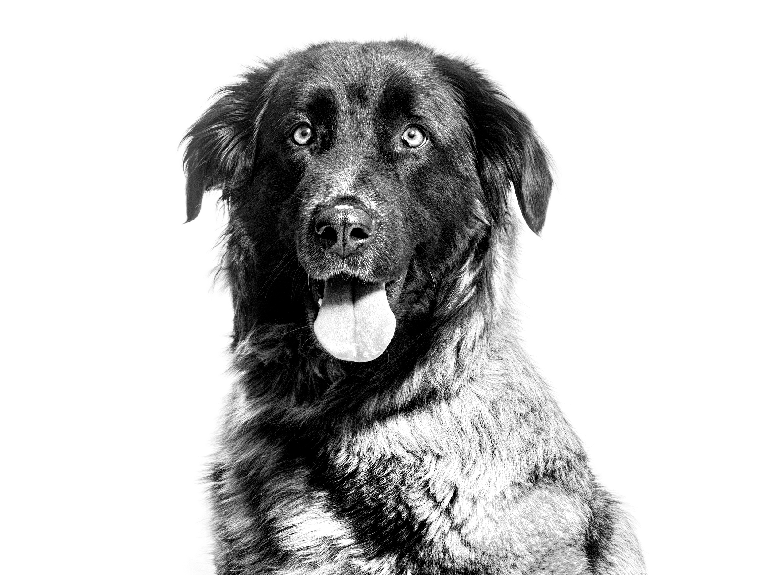 Estrela mountain dog black and white