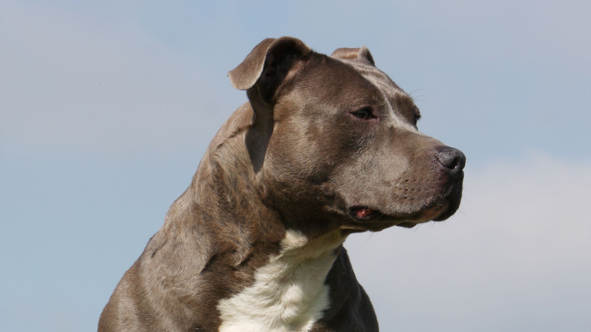 American Staffordshire Terrier against a blue sky