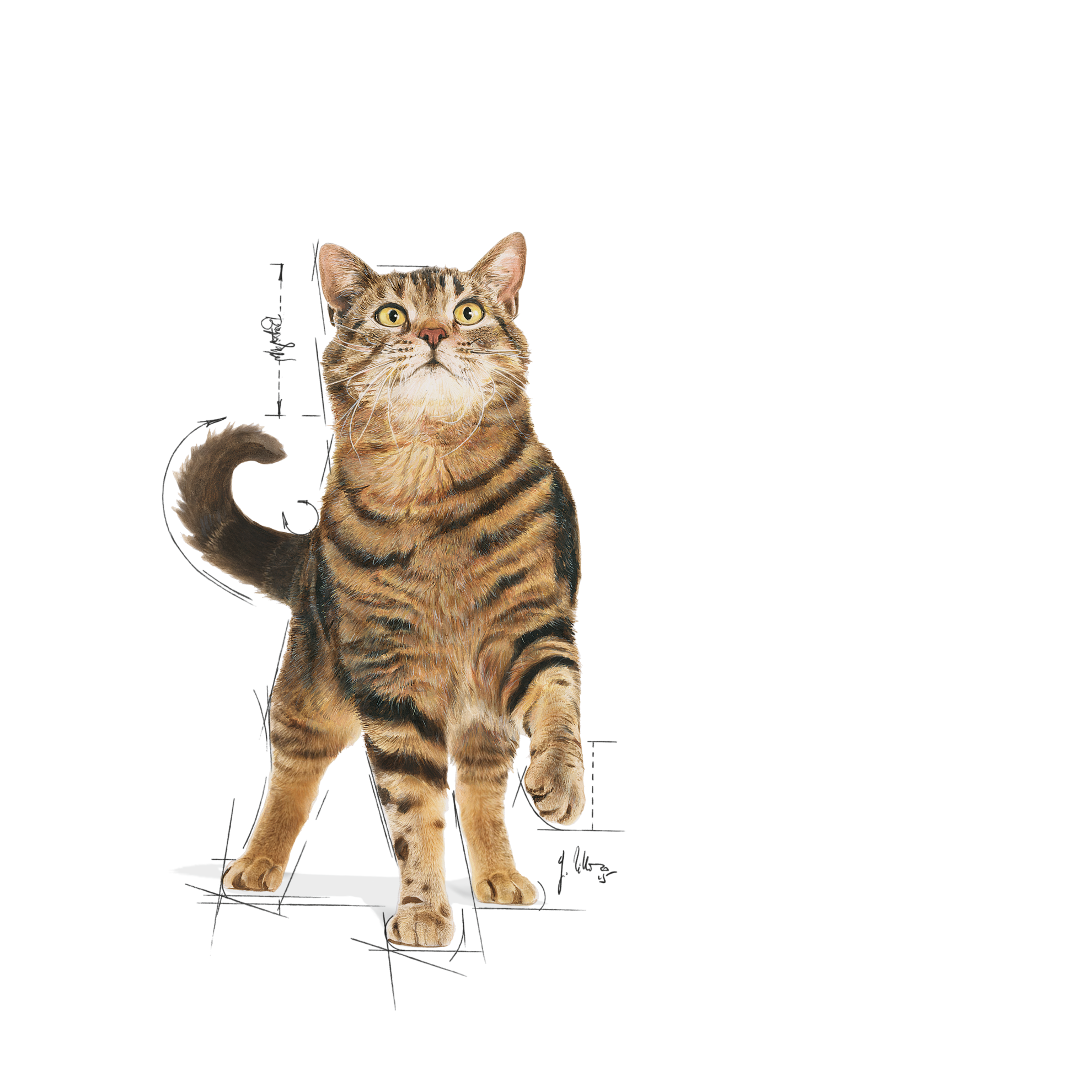 APPETITE CONTROL CARE Jelly