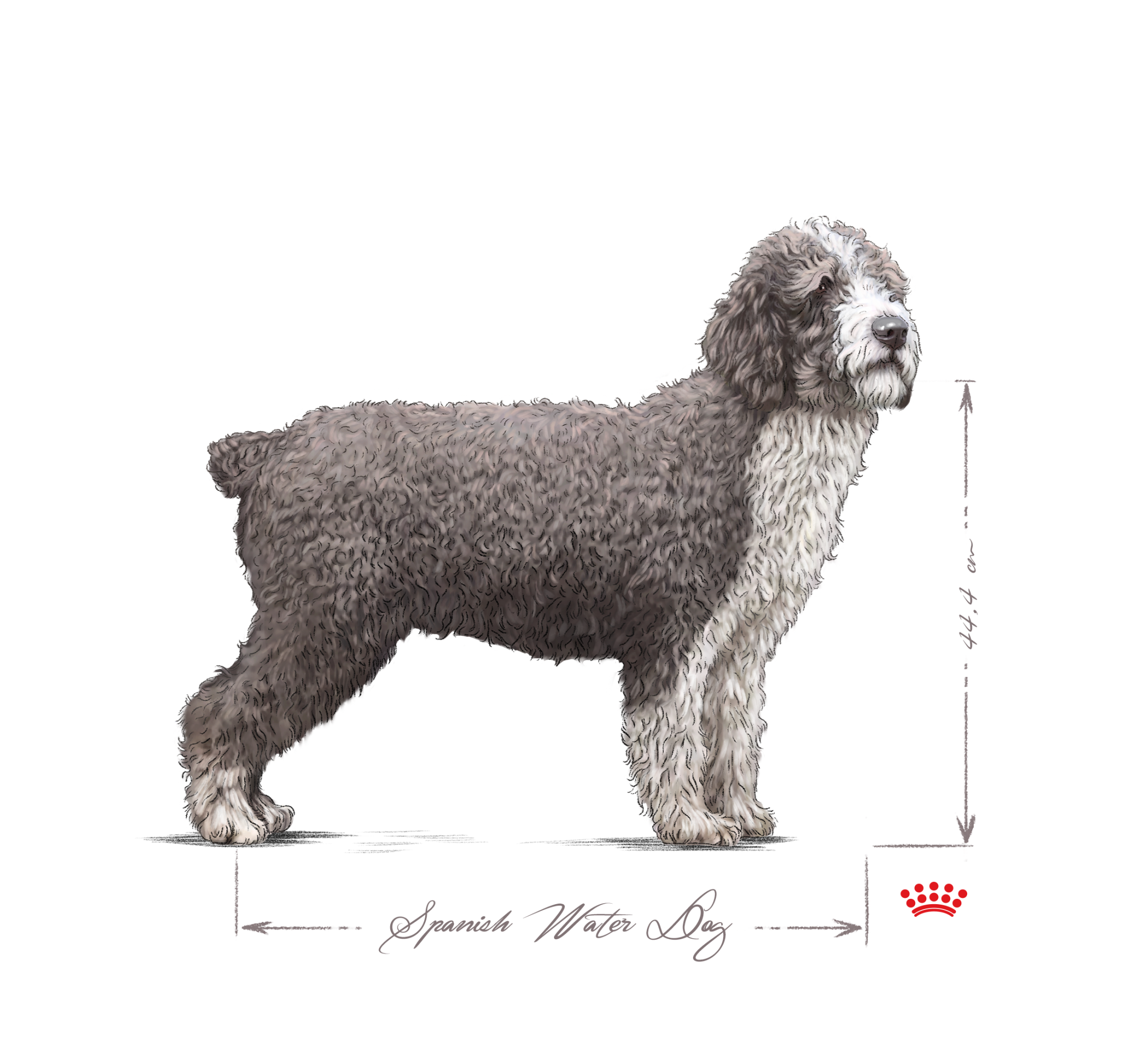 black and white spanish water dog adult 