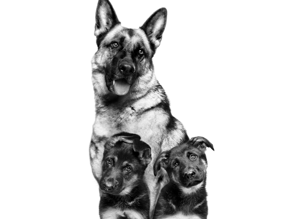 German Shepherd sitting with two puppies in black and white