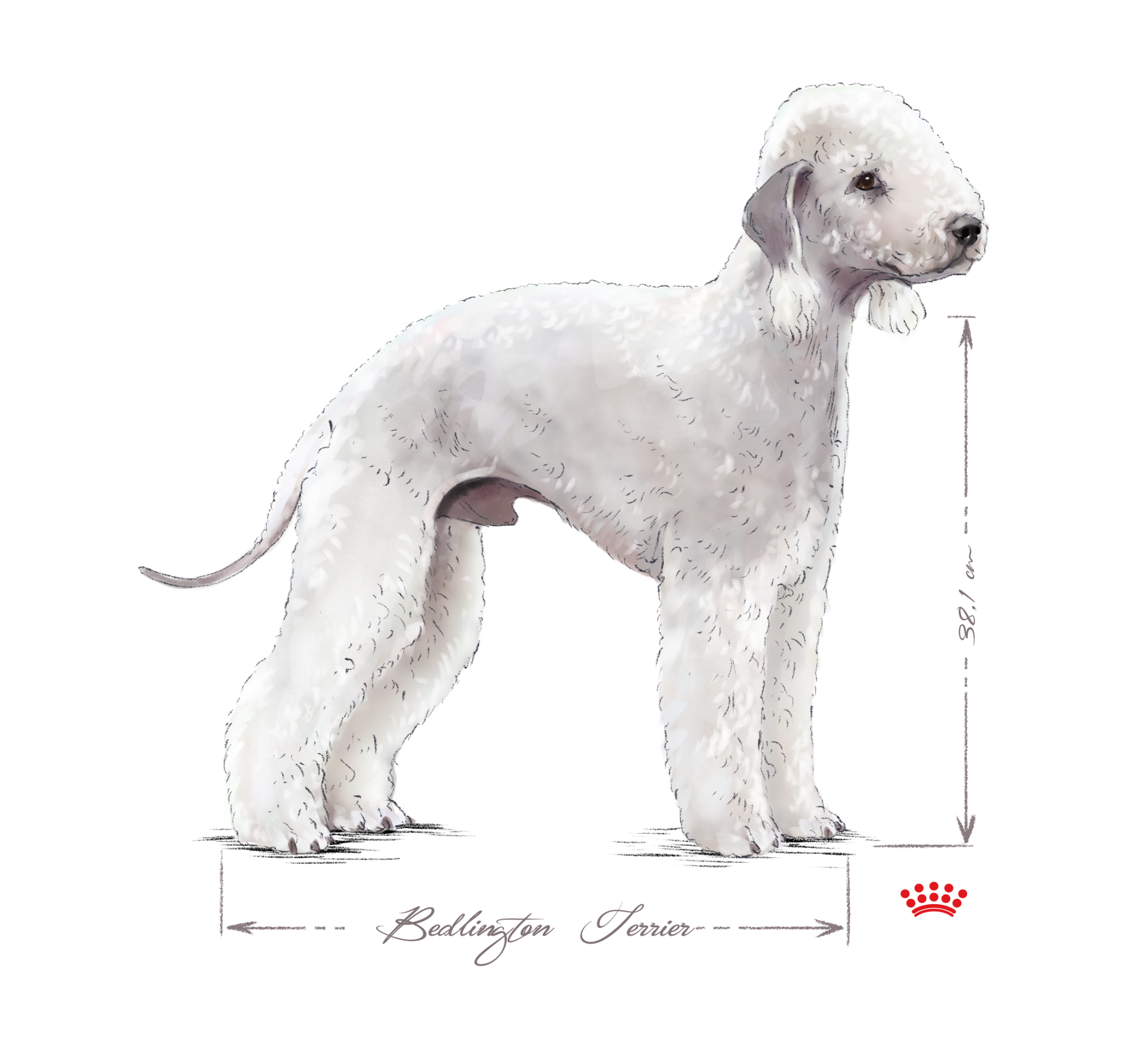 Bedlington Terrier adulto in bianco e nero